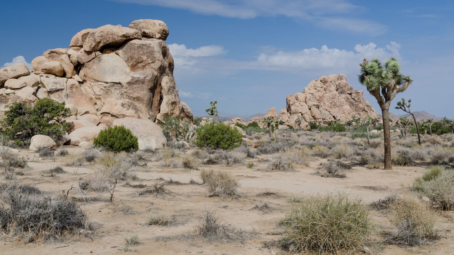 Typical view of Joshua Tree National Park with impressive rocks and Joshua trees (Yucca brevifolia). The photo is taken from the parking lot close to the Banana Cracks Formation