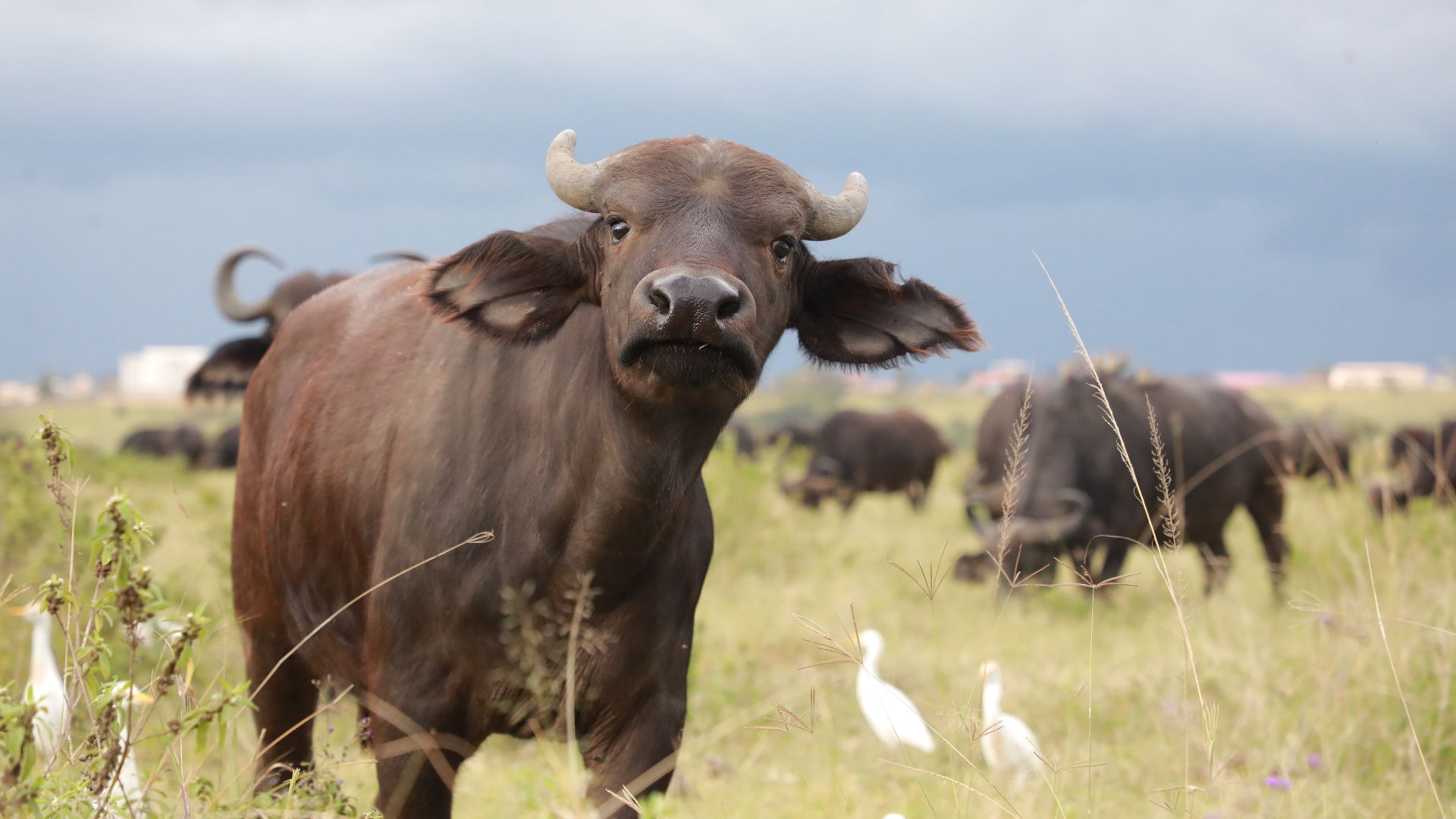 Buffalo at Lake Nakuru National Park in Kenya