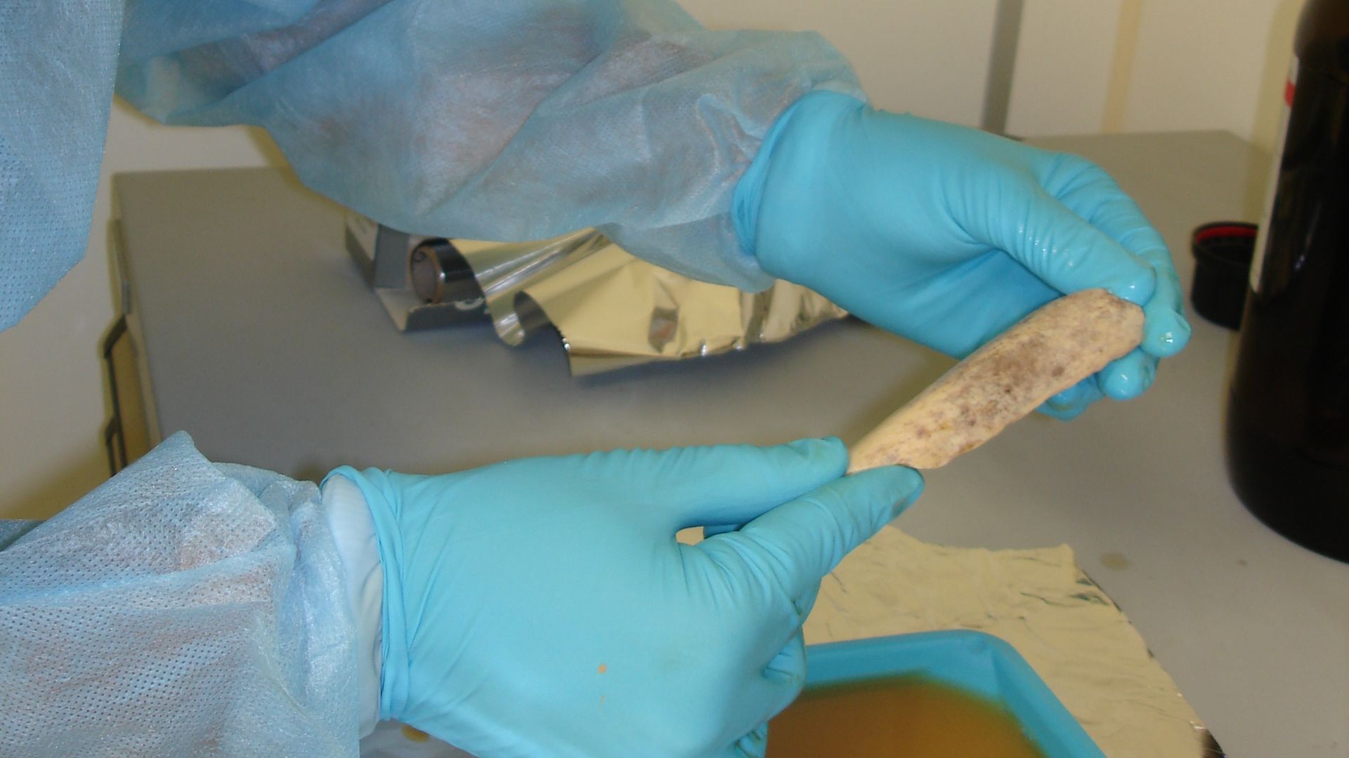 Working in a clean room, researchers at the Max Planck Institute for Evolutionary Anthropology in Leipzig, Germany, took extensive precautions to avoid contaminating Neanderthal DNA samples - extracted from bones like this one - with DNA from any other so