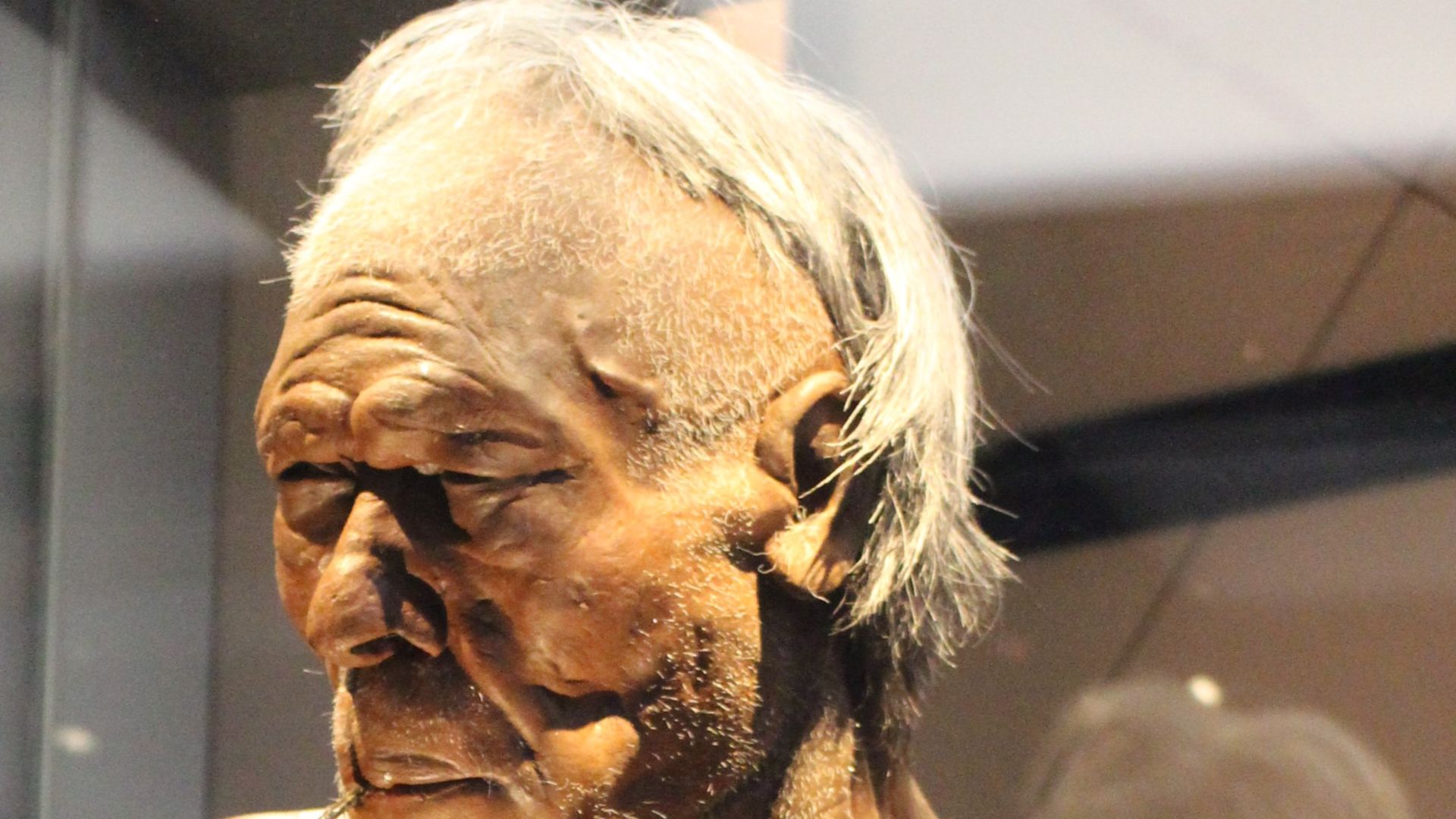 Human (Homo sapiens) man Predmosti  model at the Natural History Museum in London, England.
