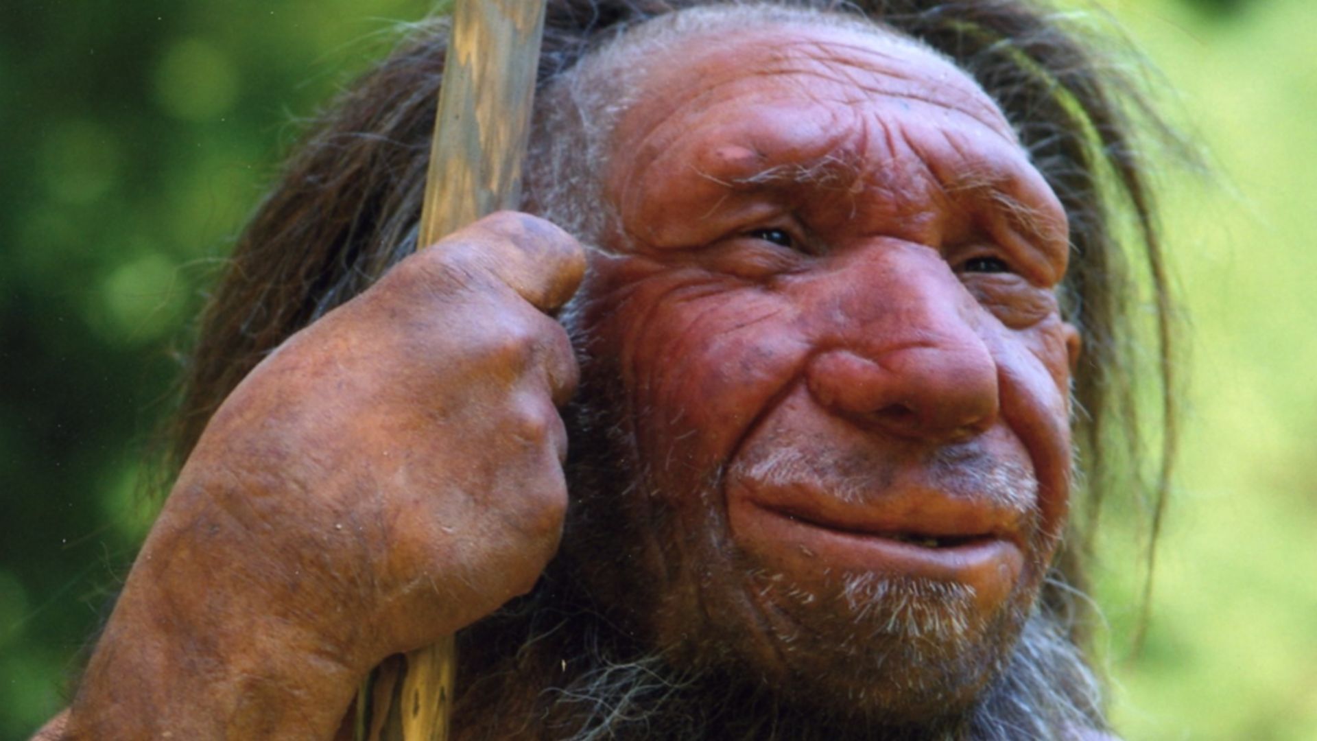 Lebend-Rekonstruktion im Neanderthal-Museum (Erkrath, Mettmann) eines Homo sapiens neanderthalensis „Mr. N“ (Ausschnitt des Originalfotos)