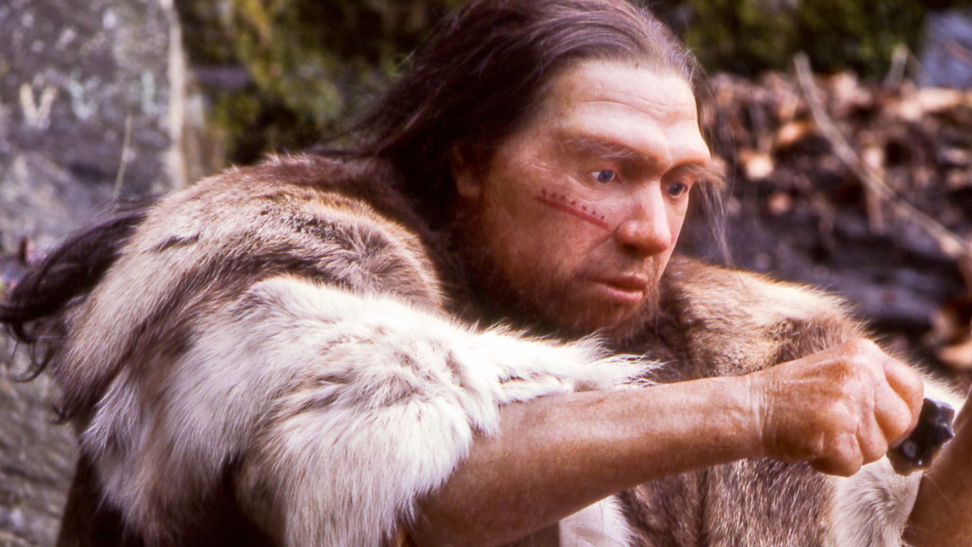 Lebend-Rekonstruktion im Neanderthal-Museum (Erkrath, Mettmann) eines Homo sapiens neanderthalensis-Jägers