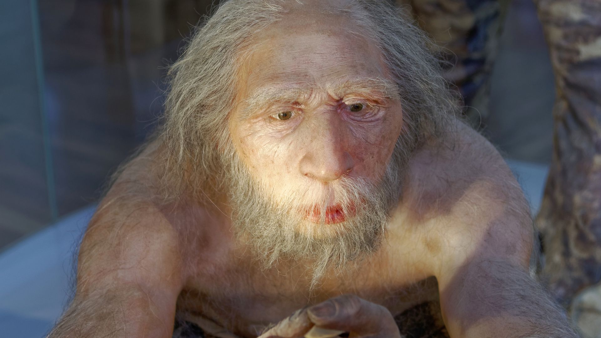 Model of Homo neanderthalensis elder man in The Natural History Museum, Vienna