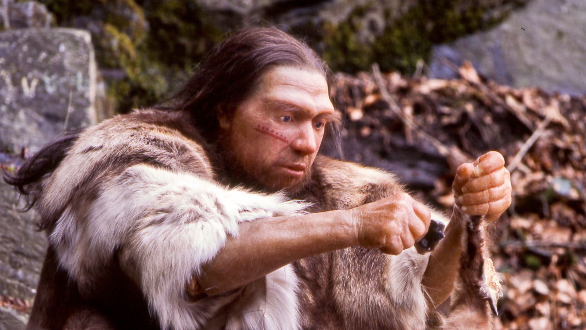 Lebend-Rekonstruktion im Neanderthal-Museum (Erkrath, Mettmann) eines Homo sapiens neanderthalensis-Jägers