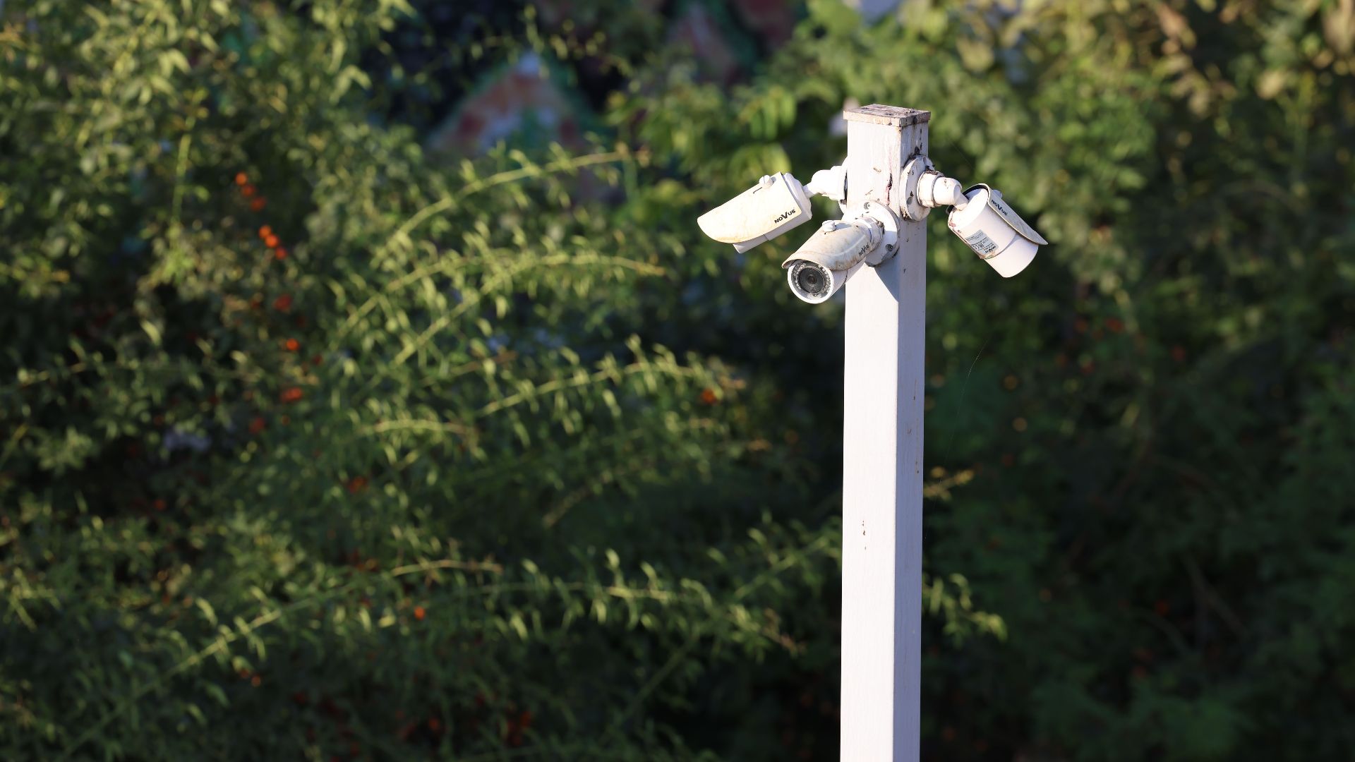 Cluster of surveillance cameras mounted outdoors amidst green foliage for public safety.