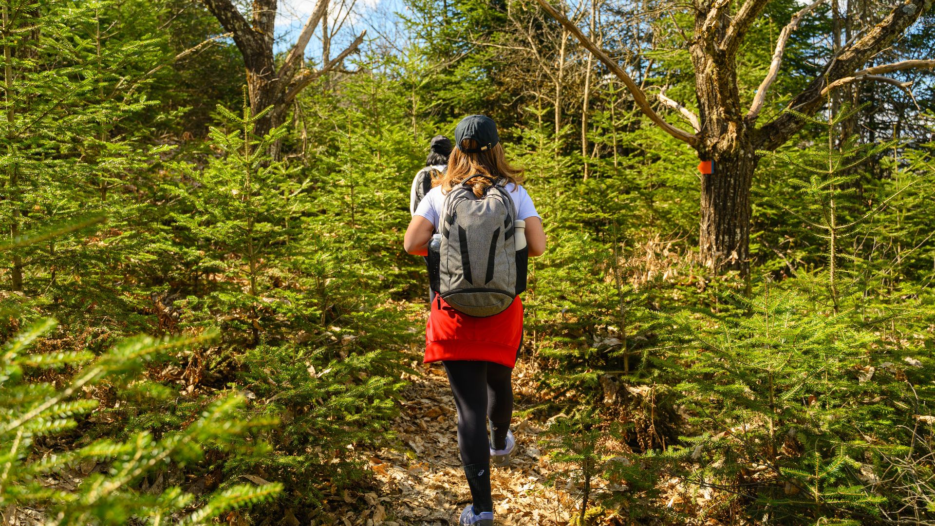 Two hikers traverse a lush, green forest trail on a sunny spring day, capturing the essence of adventure.