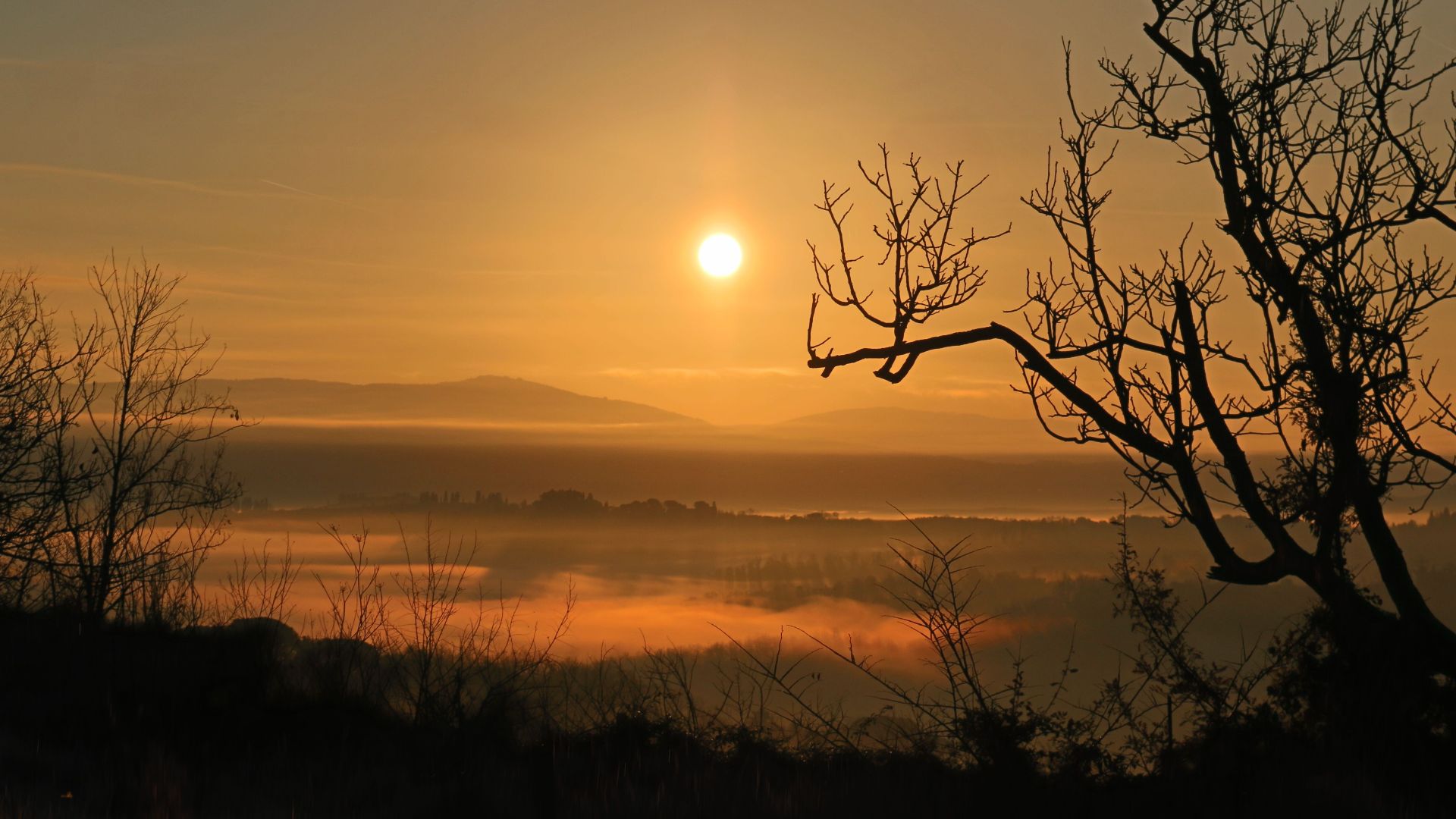 Captivating sunrise over a misty countryside with silhouetted trees and soft morning light.