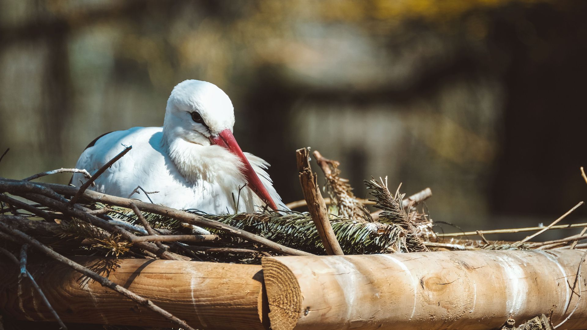 A white stork resting in its nest with a blurred natural background, showcasing wildlife.