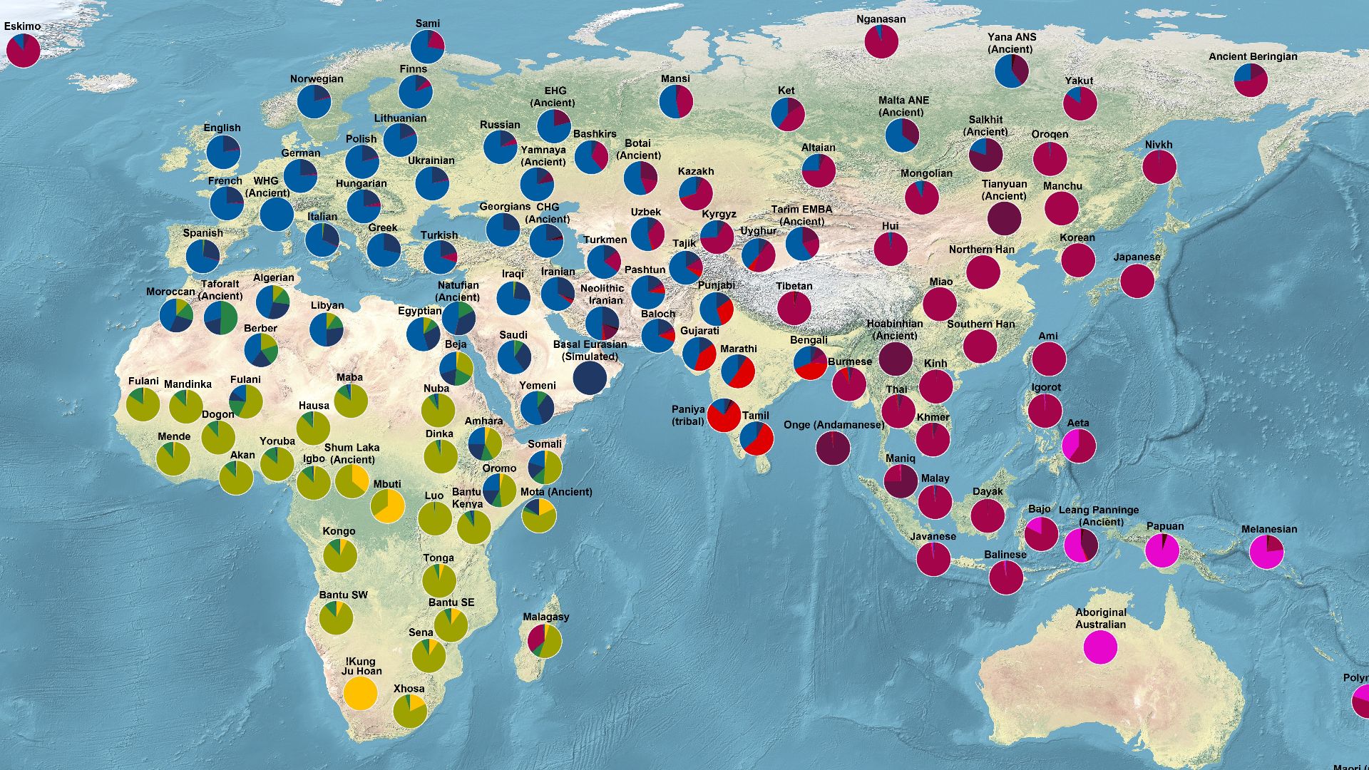 Geographical distribution of human major genetic ancestral components:
This map displays the major genetic ancestry components of humans among selected modern populations as well as selected ancient samples. It represents
