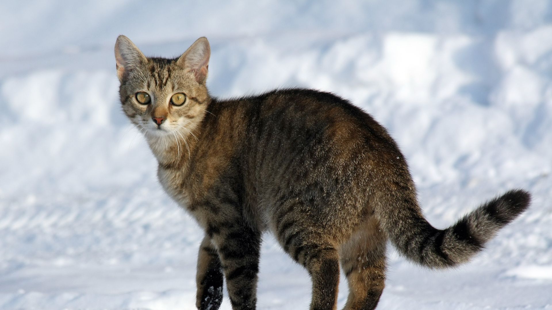 Domestic cat, a ten month old female.
