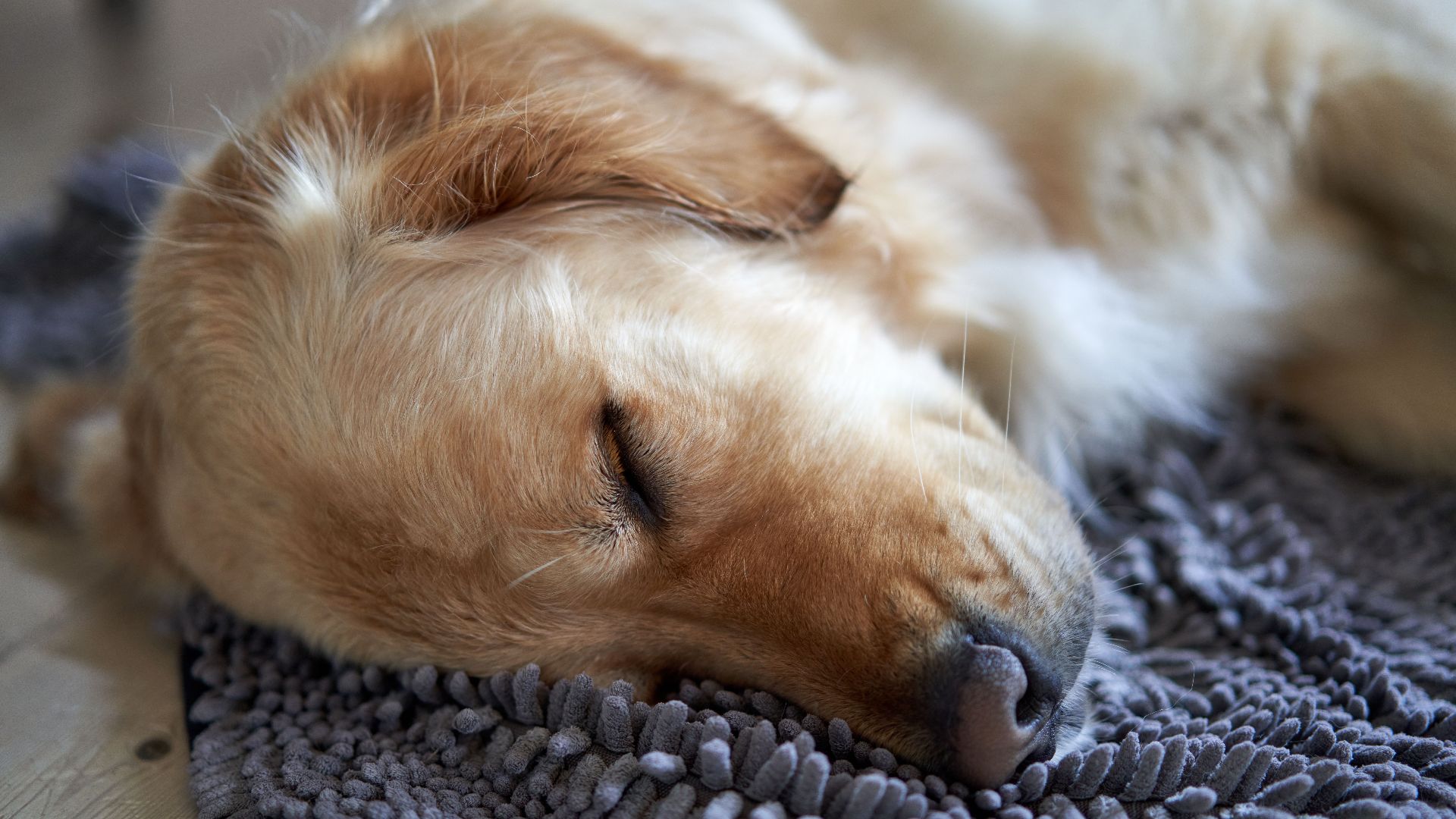 A serene close-up of a sleeping Golden Retriever on a cozy rug.