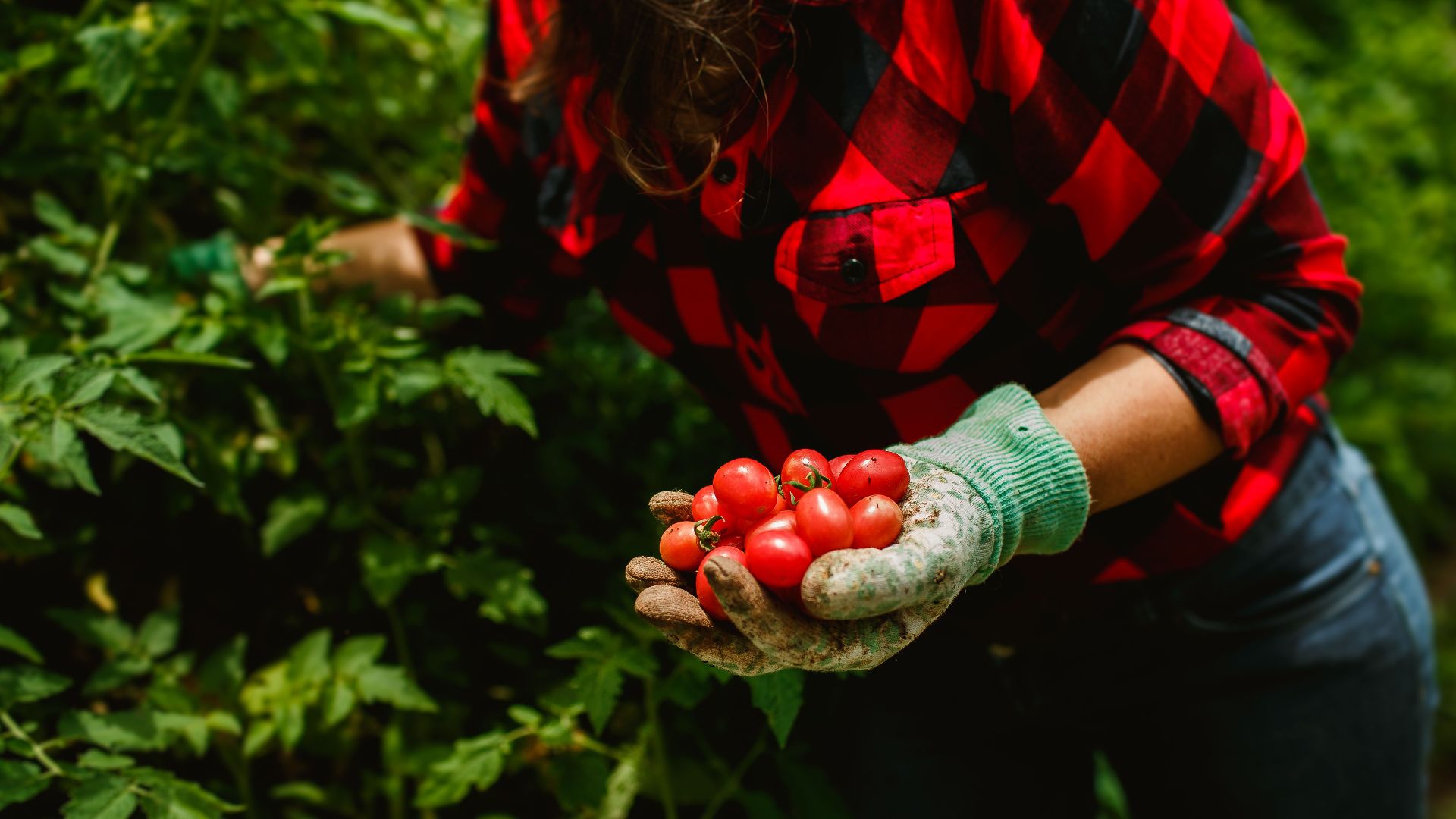 Close-up of a woman harvesting ripe cherry tomatoes in a lush garden.