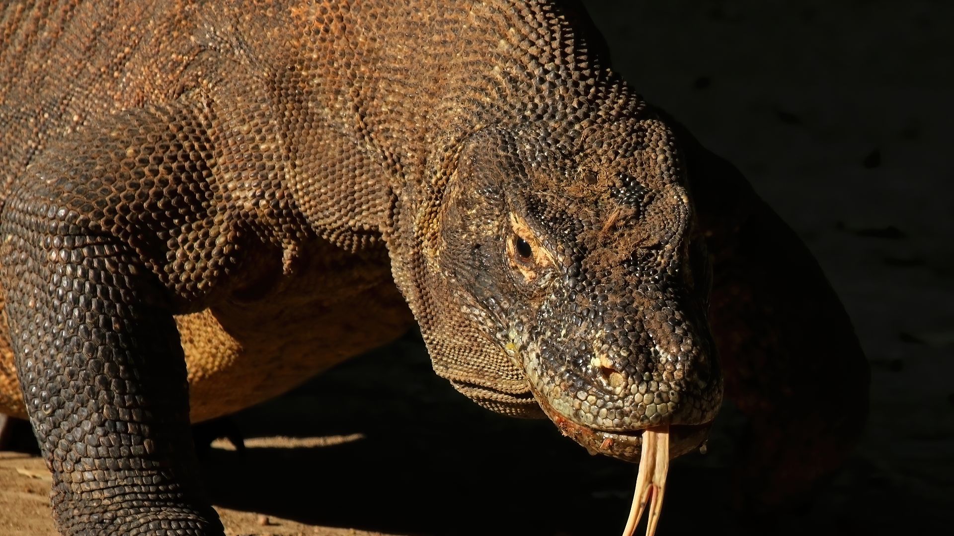 Komodo dragon (Varanus komodoensis), Komodo National Park, Indonesia