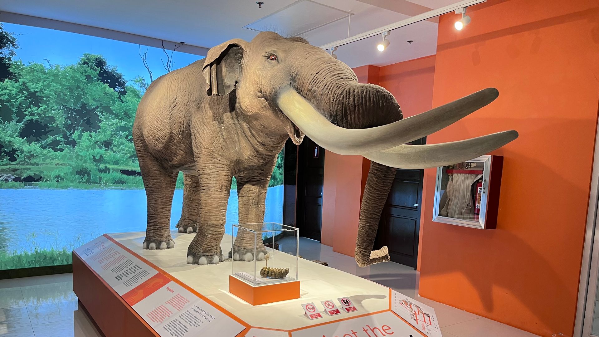 Stegodon mock up display at the Davao City Museum