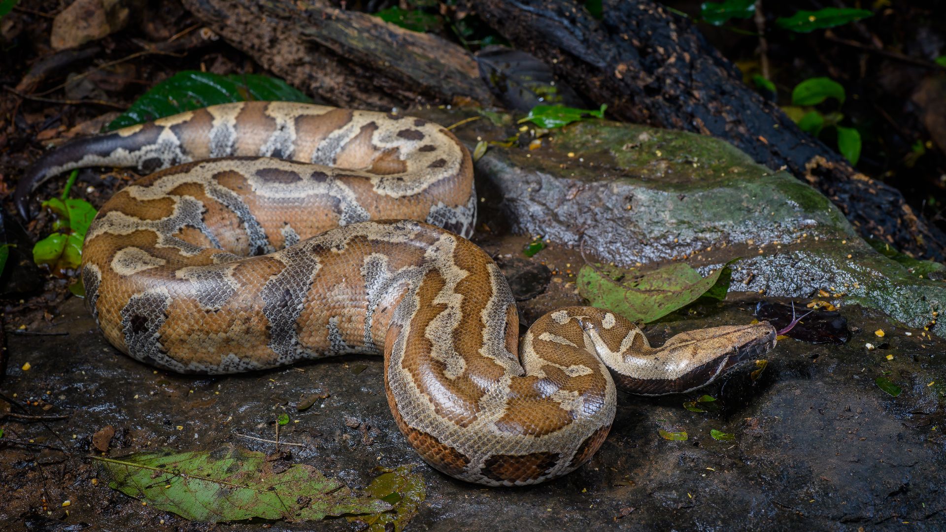 Python brongersmai, Brongersma's short-tailed python - Kaeng Krachan National Park, Thailand.