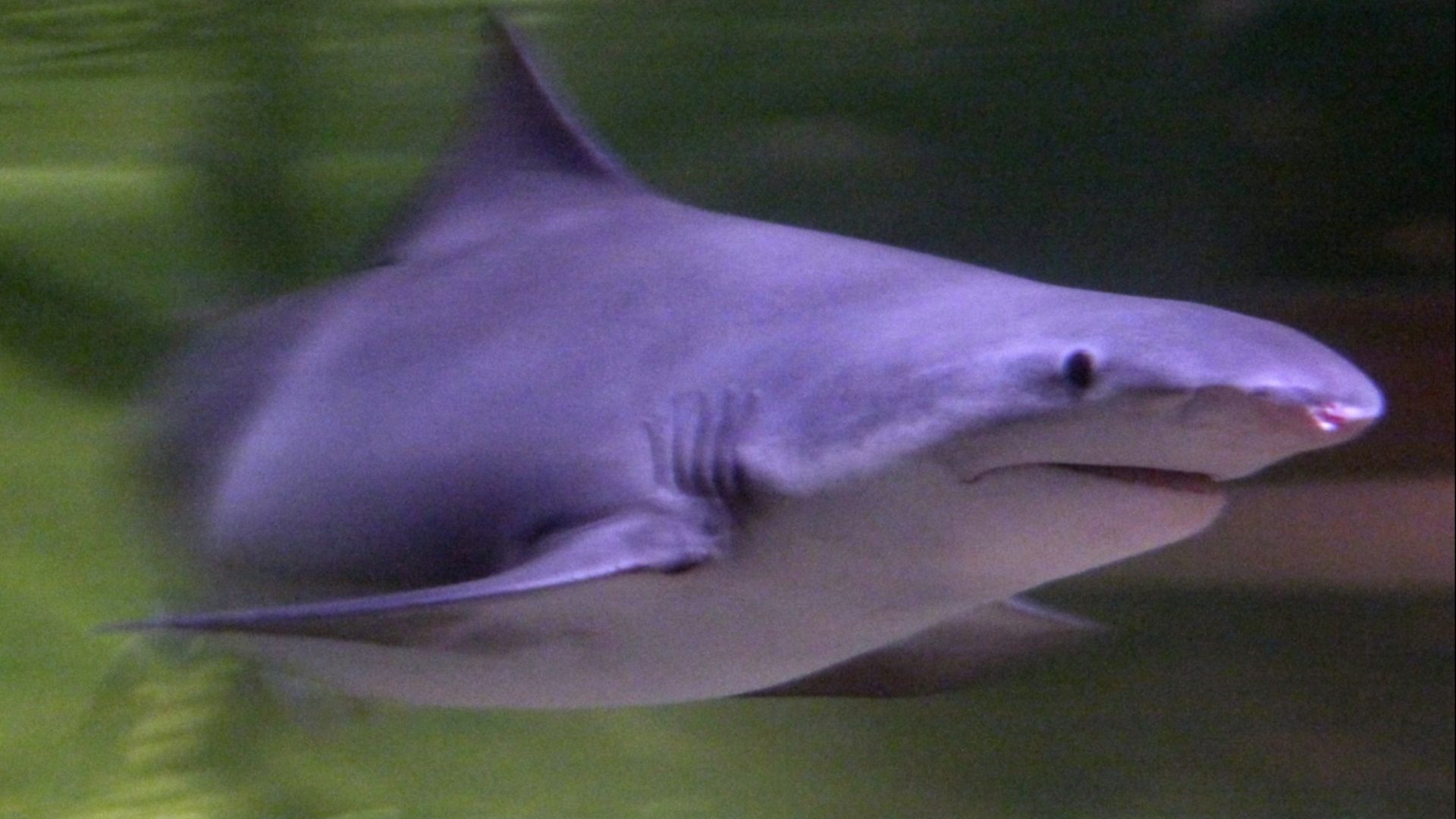 Speartooth shark (Glyphis glyphis) at the Melbourne Aquarium