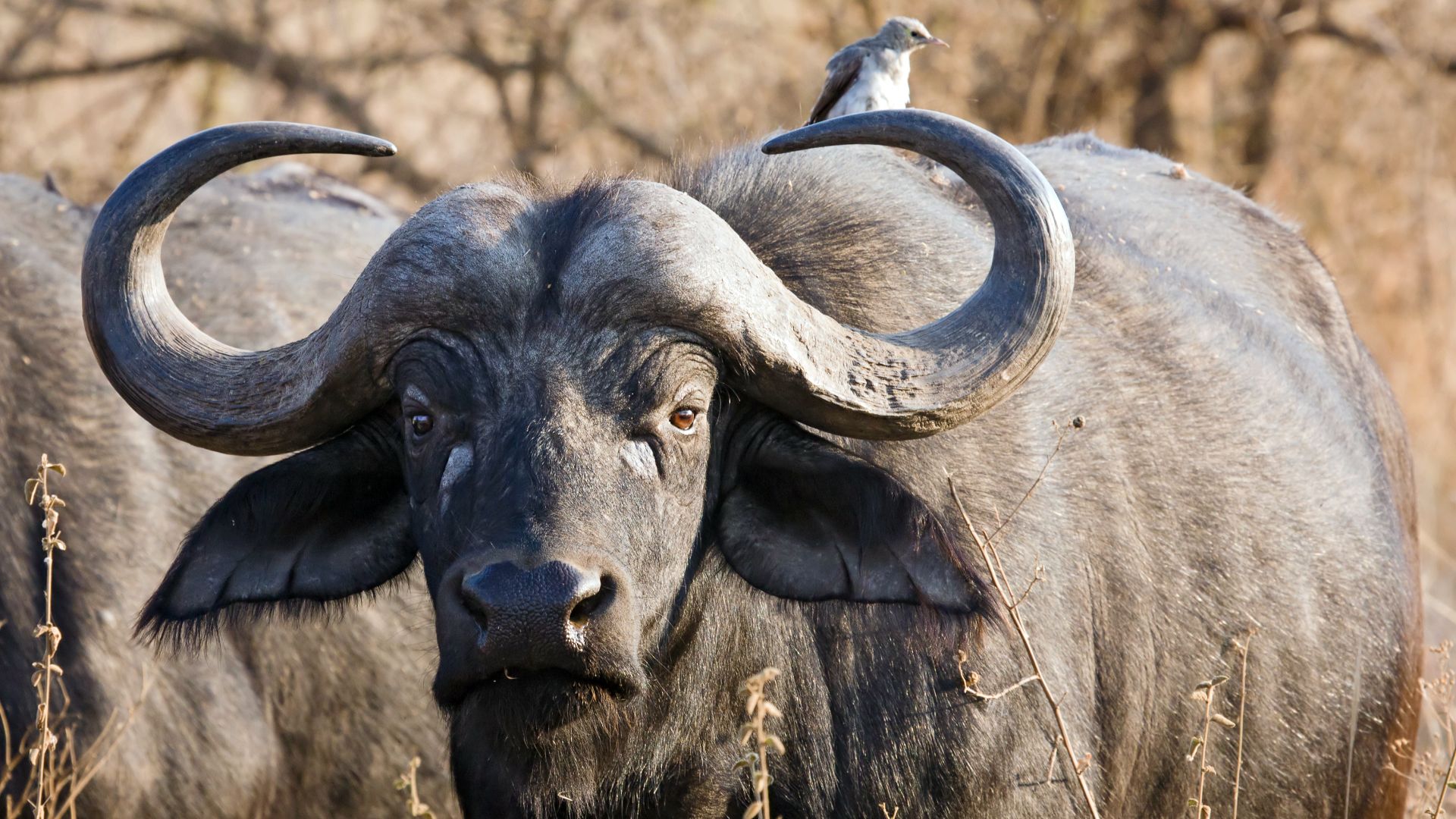 A male African Buffalo (Syncerus caffer) stays in the morning sun of Serengeti. In the background sits a Wattled Starling (Creatophora cinerea) feeding on insects disturbed by the animal and also removing ectoparasites.