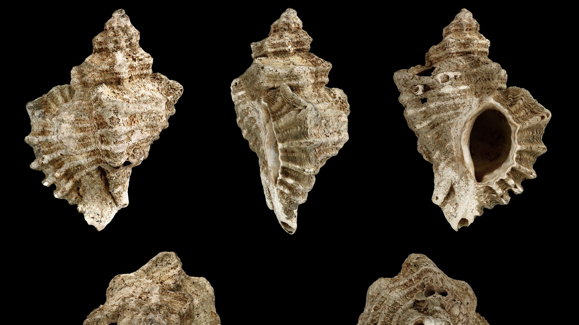Ocenebra erinaceus Linné, 1758, European Sting Winkle, Length 3.3 cm; Pliocene; Bibbiano, Emilia-Romagna, Italy; Shell of own collection, therefore not geocoded. Dorsal, lateral (right side), ventral, back, and front view.