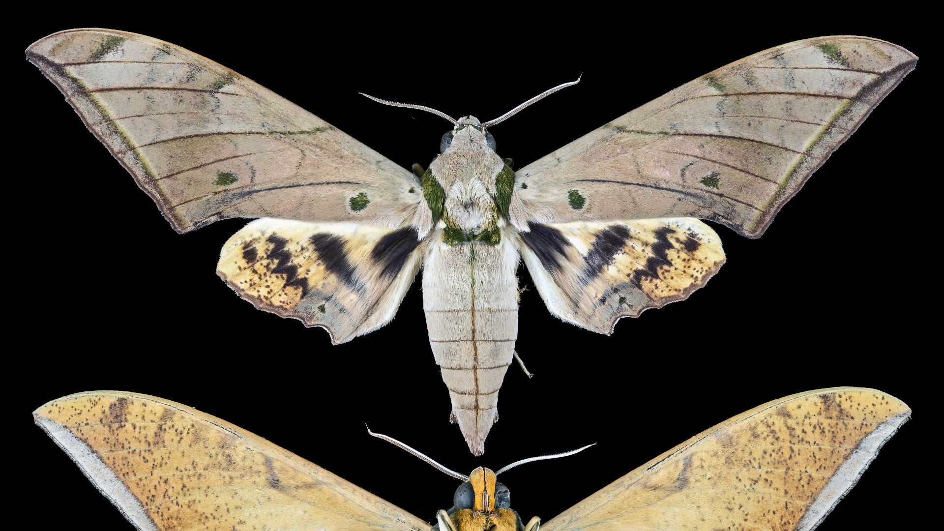 Ambulyx pryeri - Two views of same specimen
Collection of the Mathematician Laurent Schwartz