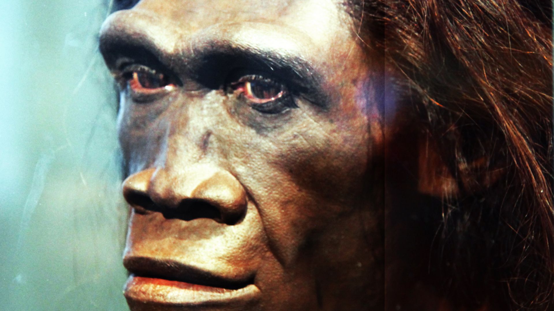 A model of the face of an adult female Homo erectus, one of the first truly human ancestors of modern man, on display in the Hall of Human Origins in the Smithsonian Museum of Natural History in Washington, D.C.
By reconstruction by John Gurche; photograp