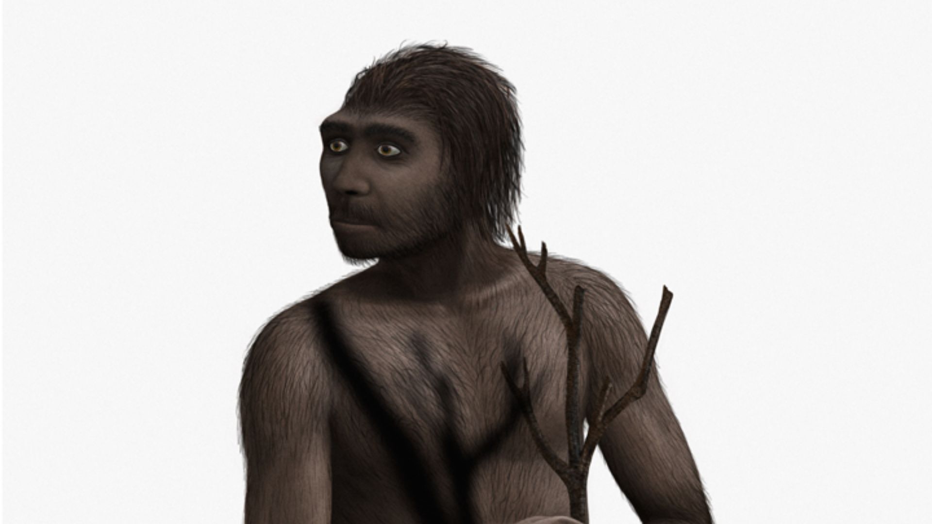 Homo erectus male, 

NOTE: I often update my images. If you want to have any of my images on a website, please (if possible) don’t host/save it to the website server. I’d prefer it if the image's Wikimedia URL is used. This means that if I update an image