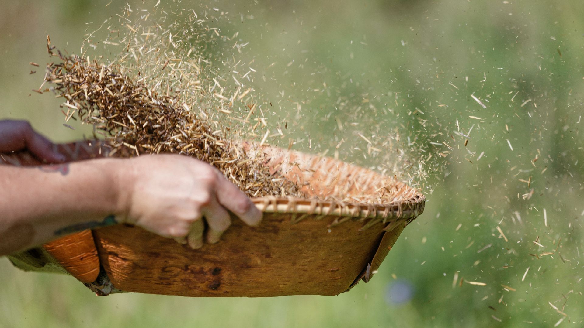 Winnowing the wild rice in a birch bark basket tosses away the husks while the heavier kernels fall to the bottom at a wild rice camp in Floodwood, Minnesota