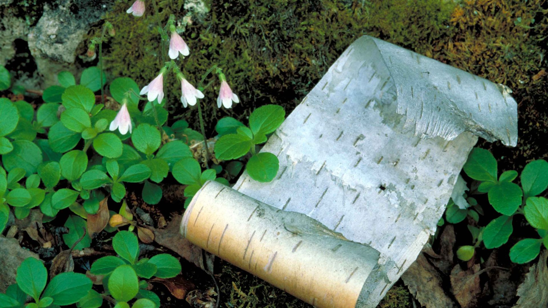 Image title: Tiny nodding pink and white blossoms growing in moss and with roll of bark from birch tree
Image from Public domain images website, http://www.public-domain-image.com/full-image/flora-plants-public-domain-images-pictures/flowers-public-domain