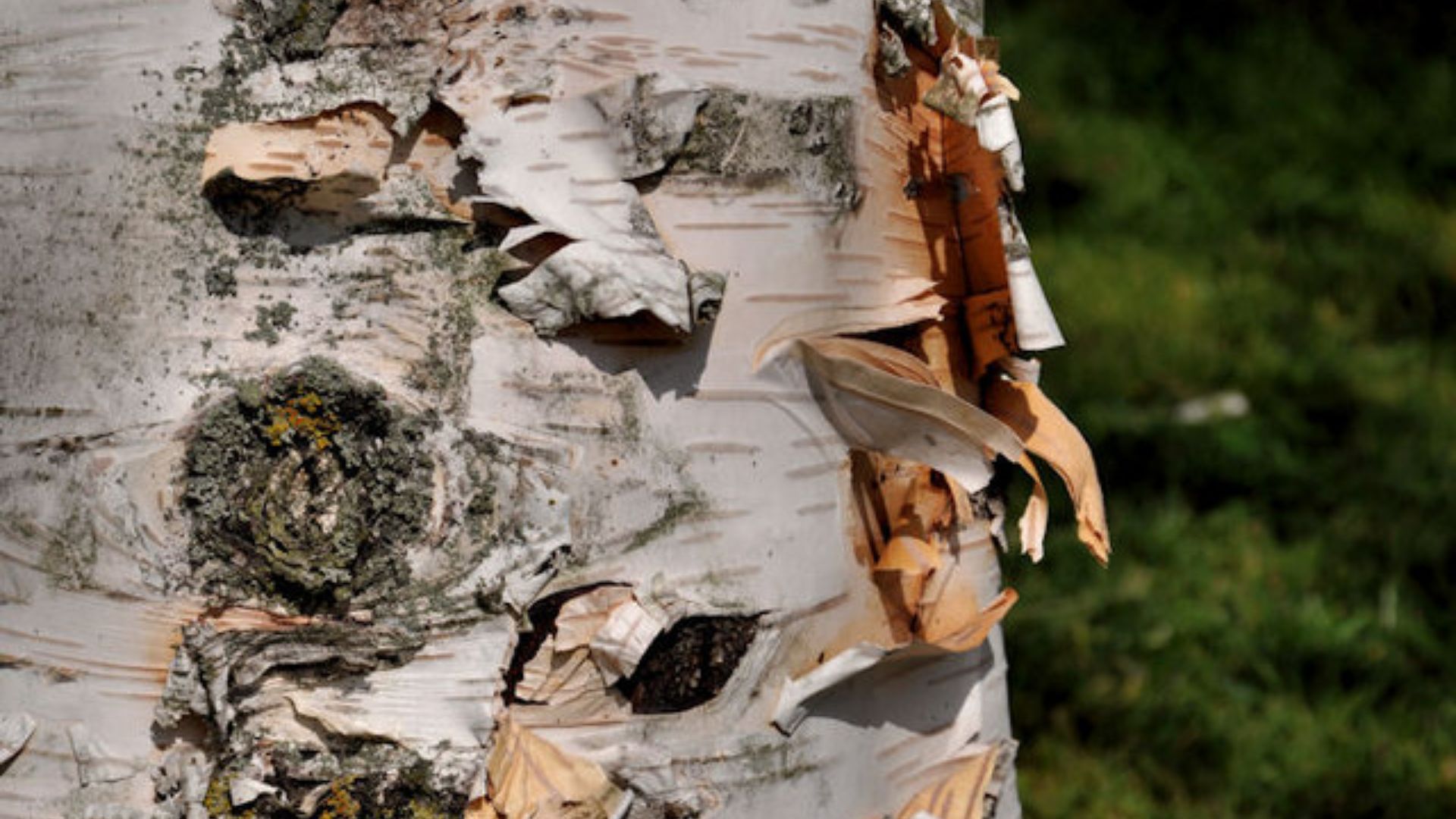 Birch bark, Belfast