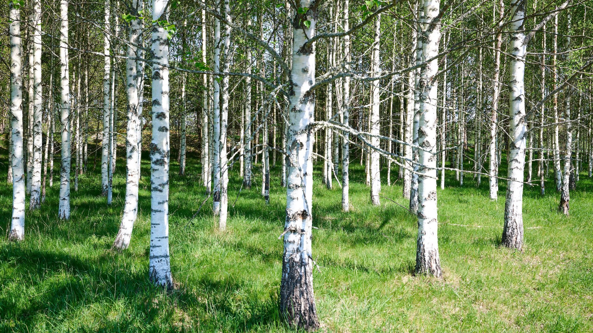 The black and white trunks of Betula Pendula in May