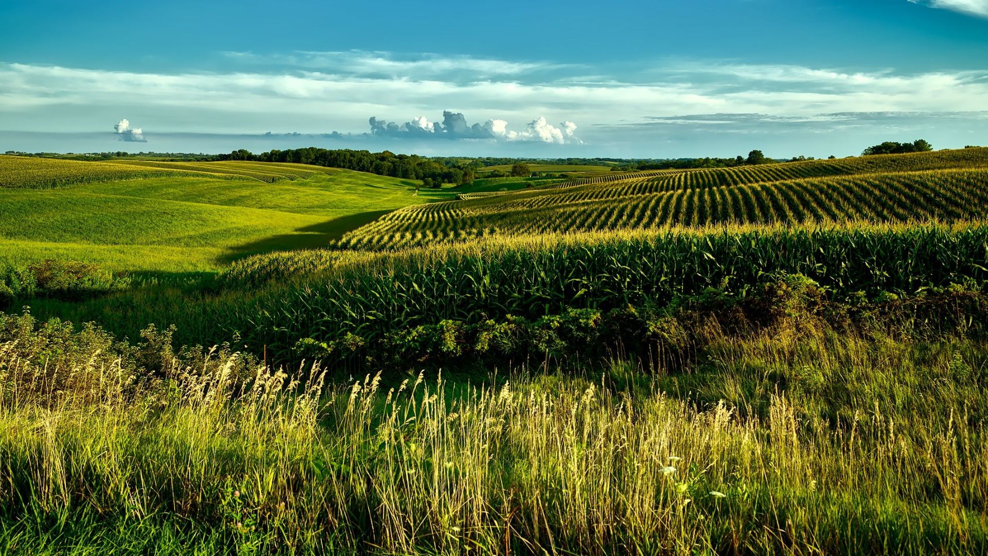 Stunning summer landscape of cornfields under a bright blue sky in Onslow, Iowa.