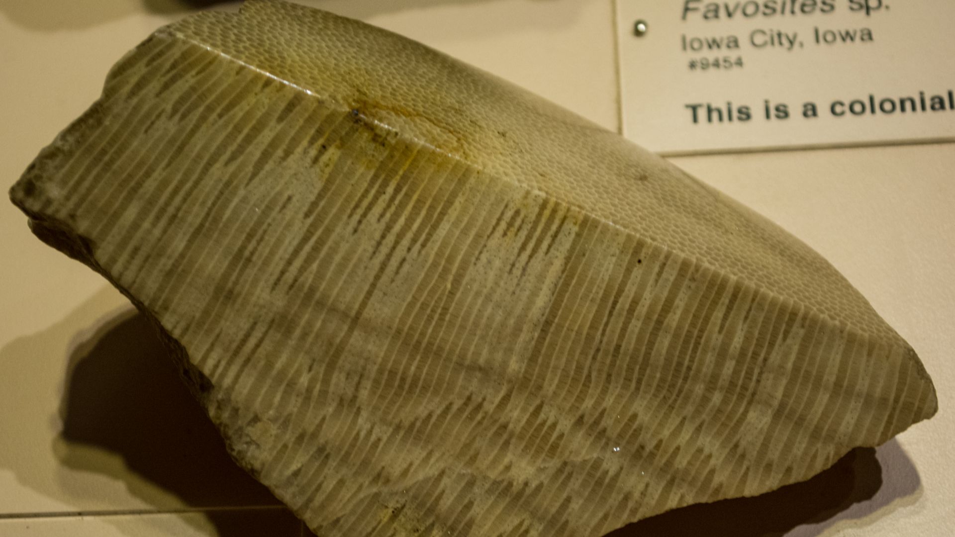 fossil coral - Cleveland Museum of Natural History - 2014-12-26