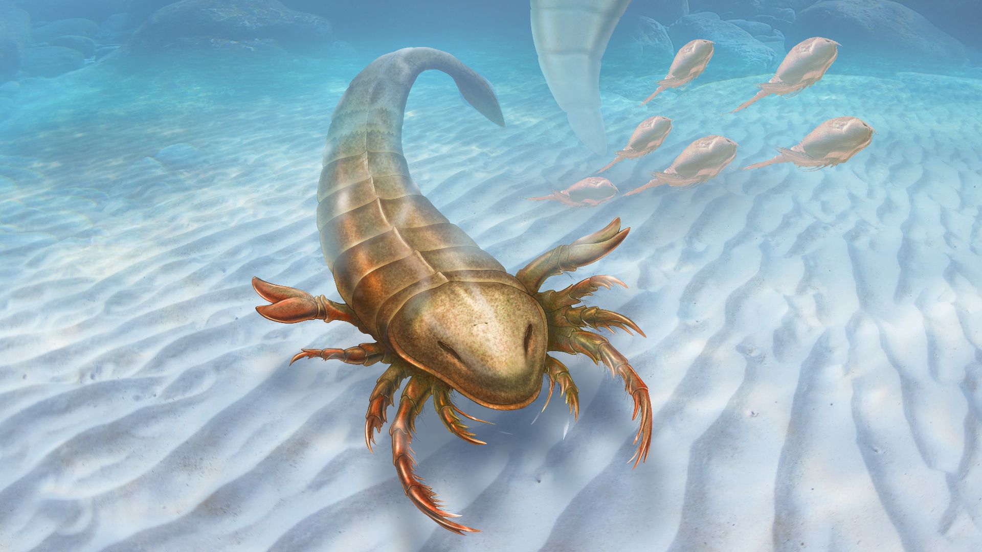 Pentecopterus sea scorpion. Pentecopterus lived 467 million years ago and could grow to nearly six feet, with a long head shield, a narrow body, and large, grasping limbs for trapping prey. It is the oldest described eurypterid — a group of aquatic arthro