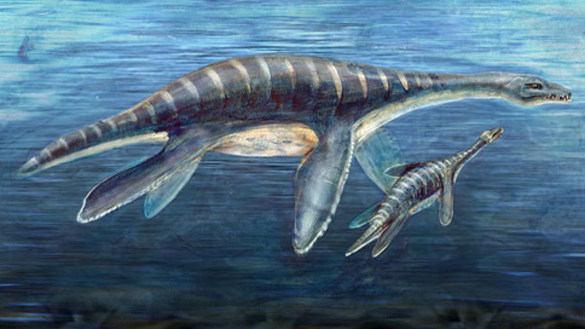 Well-preserverved fossil remains recovered by an American-Argentine research team represent one of the most-complete skeletons ever found of a juvenile plesiosaur, a marine reptile that swam the waters of the Southern Ocean roughly 70 million years ago. A