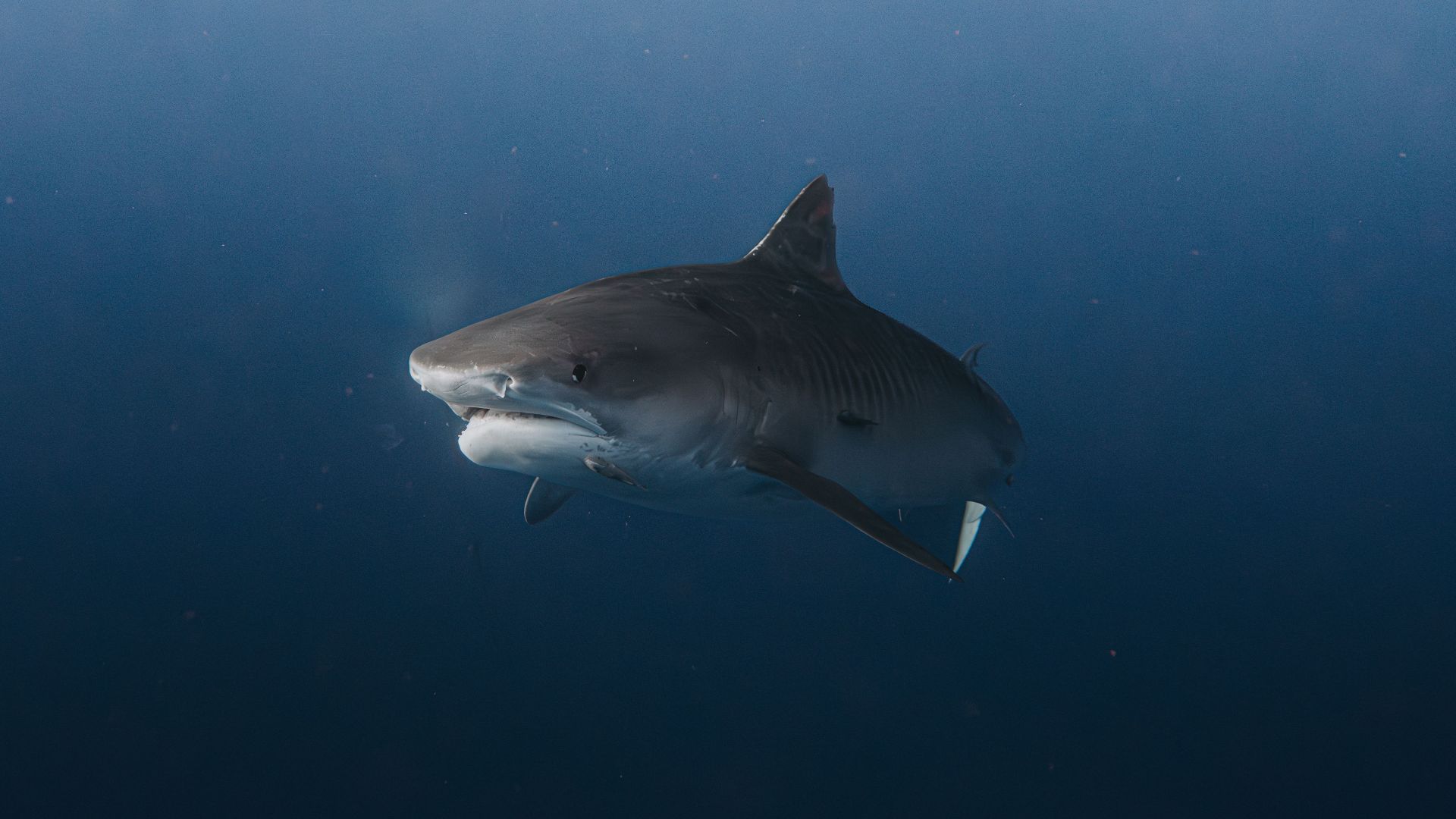 A tiger shark gracefully glides through the deep ocean, showcasing its natural beauty.