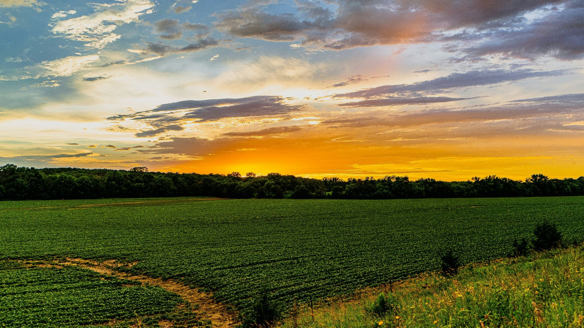 a green field with a dirt path in the middle of it
