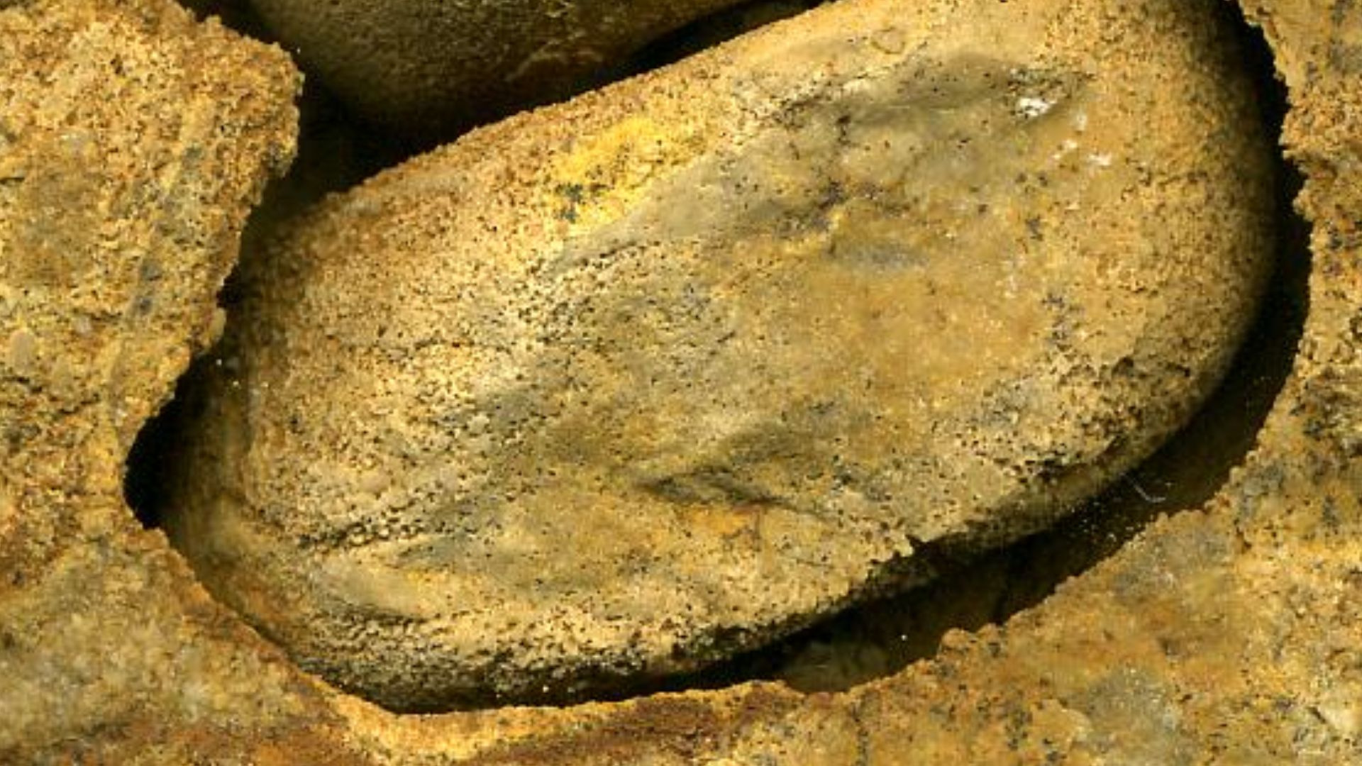 Many fossils of shelly organisms (e.g., bivalves, gastropods, brachiopods, cephalopods) have had the original hard parts dissolved away.  In such cases, the fossil itself is an impression of the outside of the shell (external mold) or an impression of the