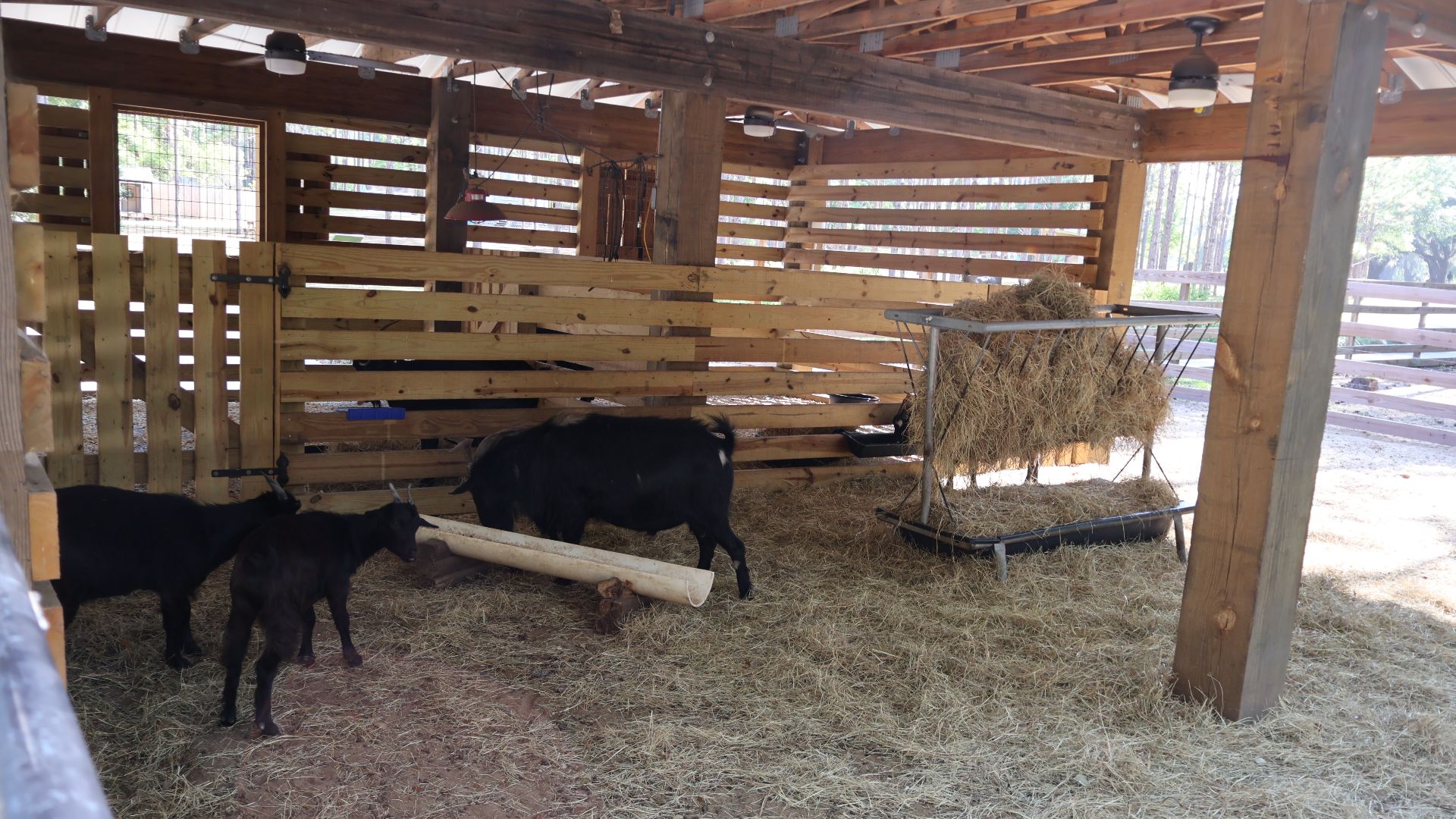 Spanish Goats at the Lowcountry Zoo in Brookgreen Gardens, Georgetown County, South Carolina.