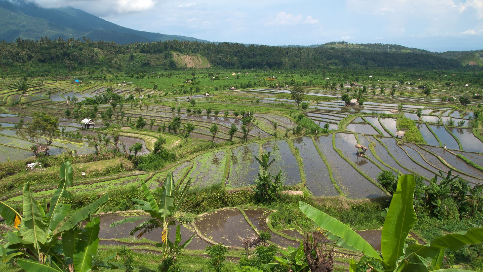 Landscape. Rice fields. Rice terraces on rich volcanic soil. Traditional rice farming in Bali. This is not the Tirta Gangga complex itself, but the historical area around it. Tirta Gangga, Amlapura-Amed Road. East Bali, Indonesia.