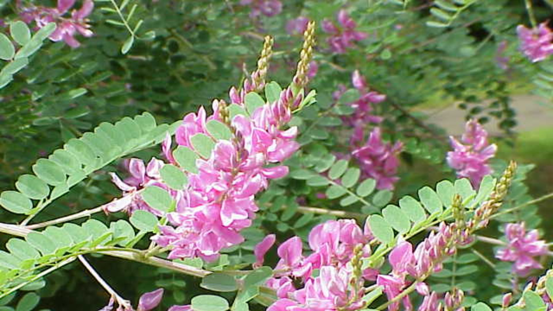 Species: Indigofera tinctoria
Family: Fabaceae

Image No. 2