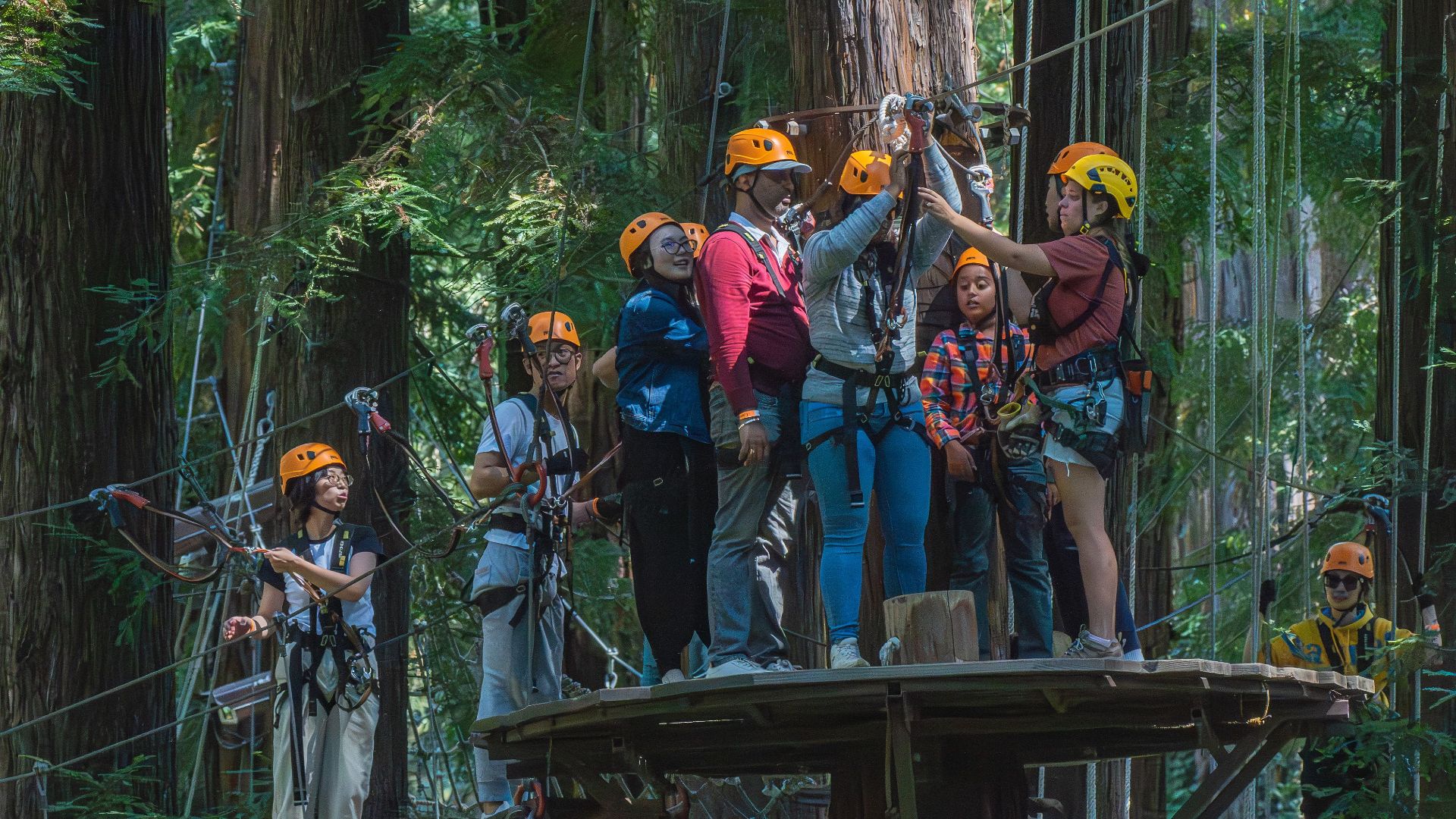 People enjoy a group ziplining adventure amid lush forest canopy.