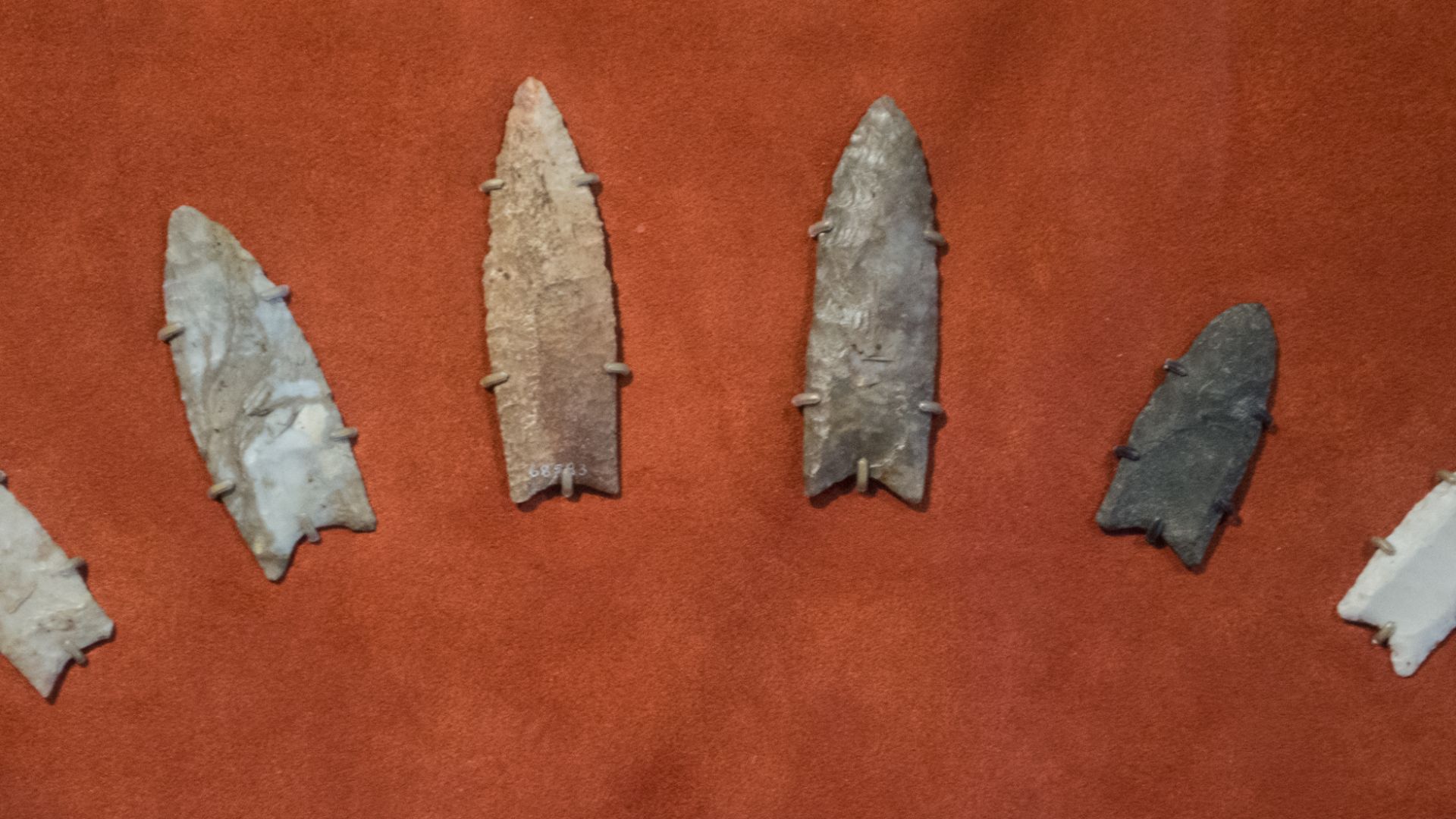 Clovis spearpoints on display at the Cleveland Museum of Natural History in Cleveland, Ohio.  Named for Clovis, New Mexico, where such uniquely designed spearpoints were first found by archeologists, these spearpoints date from 13,500 to 13,000 years ago.