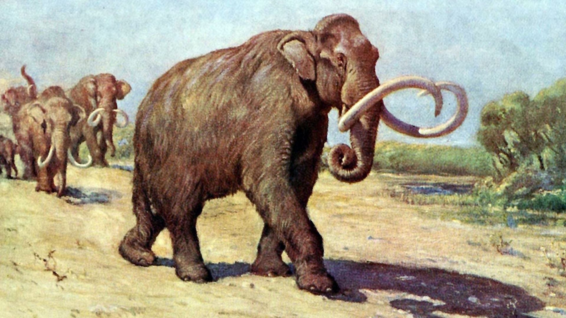 Columbian mammoth, based on the AMNH specimen (formerly M. jeffersonii).