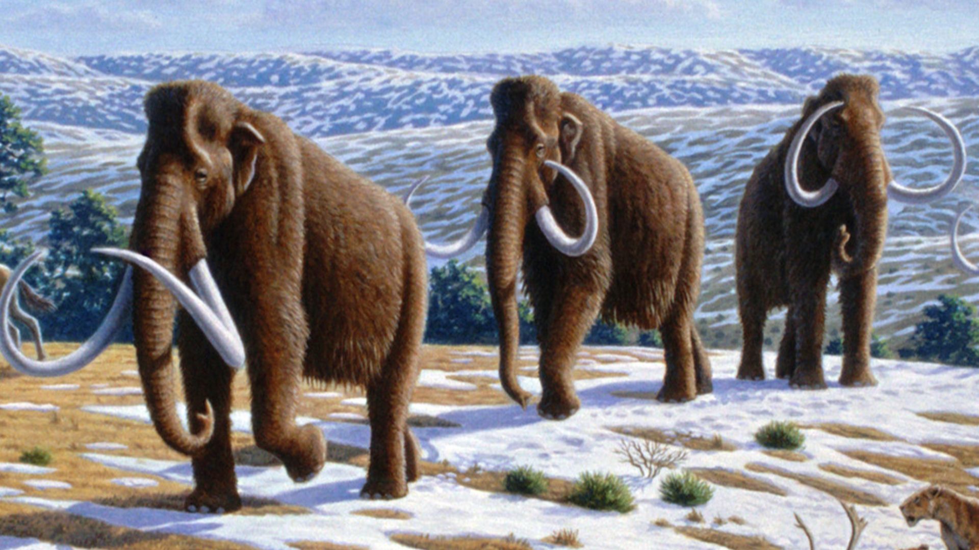 Woolly mammoths (Mammuthus primigenius) in a late Pleistocene landscape in northern Spain. (Information according to the caption of the same image in Alan Turner (2004)       National Geographic Prehistoric Mammals, Washington, D.C.:  National Geographic 