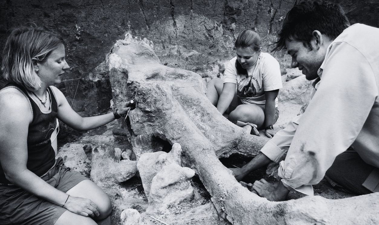 Gettyimages  - 1089856464, A 10,000-year-old mammoth skull, located near Roxborough State Park in Littleton, is excavated by Erin King(cq), left, Amy Moe(cq), center, and Andrew Ericson(cq). 