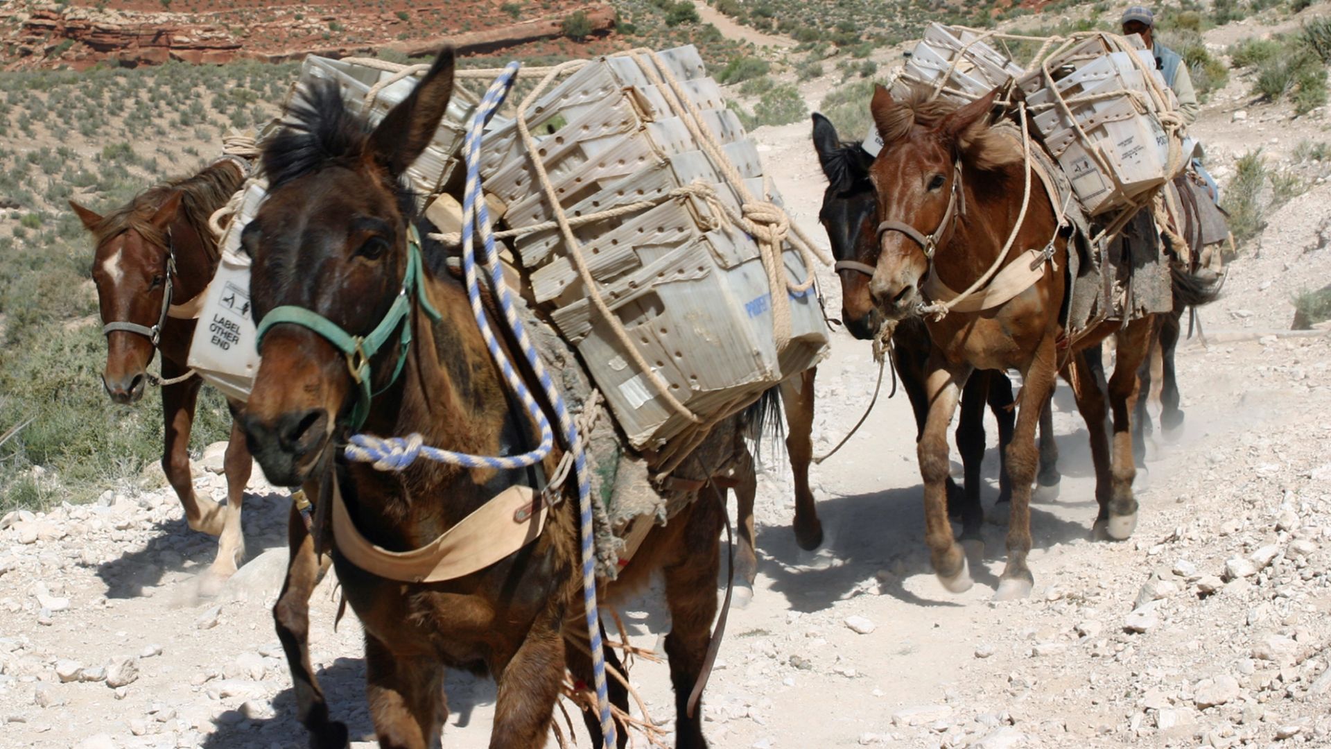 Mules from  Supai carrying U.S. Mail containers.