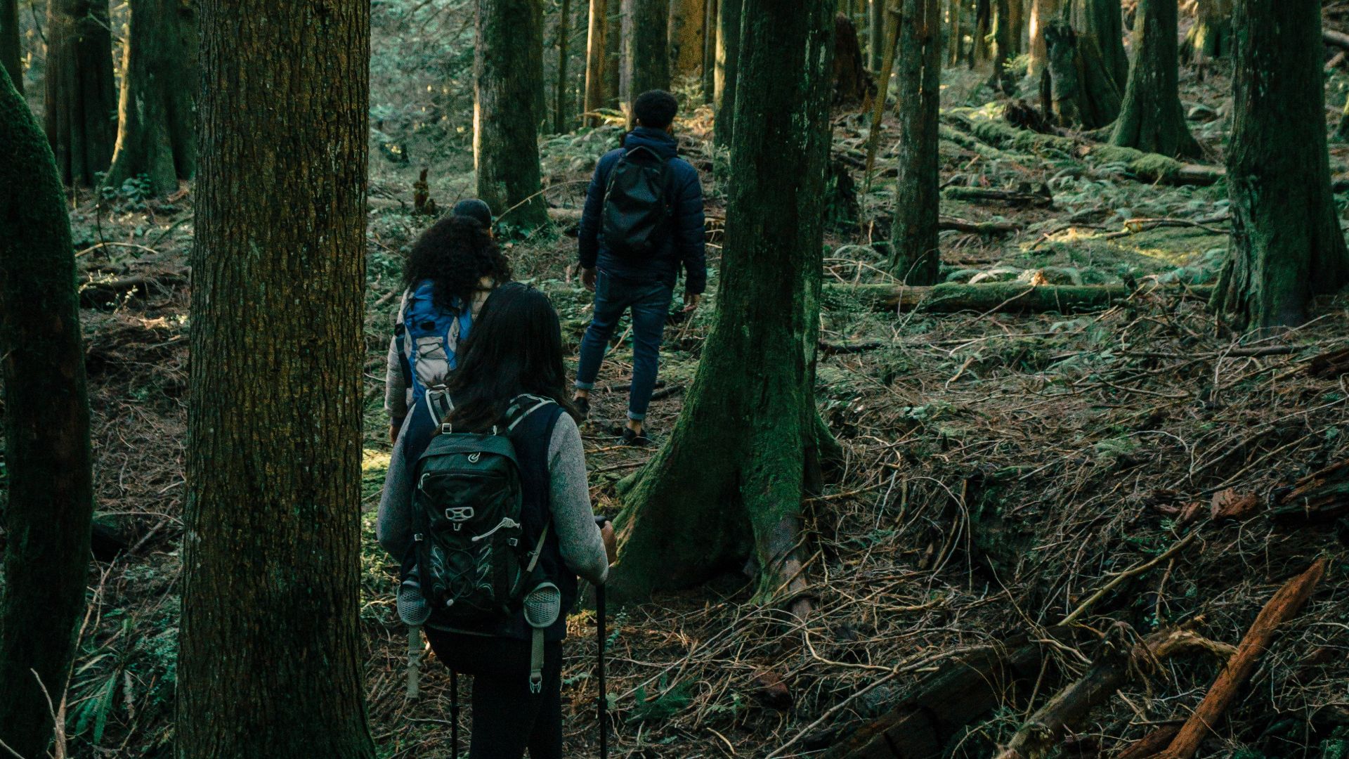 Group of hikers exploring a lush forest trail, enjoying nature and adventure.