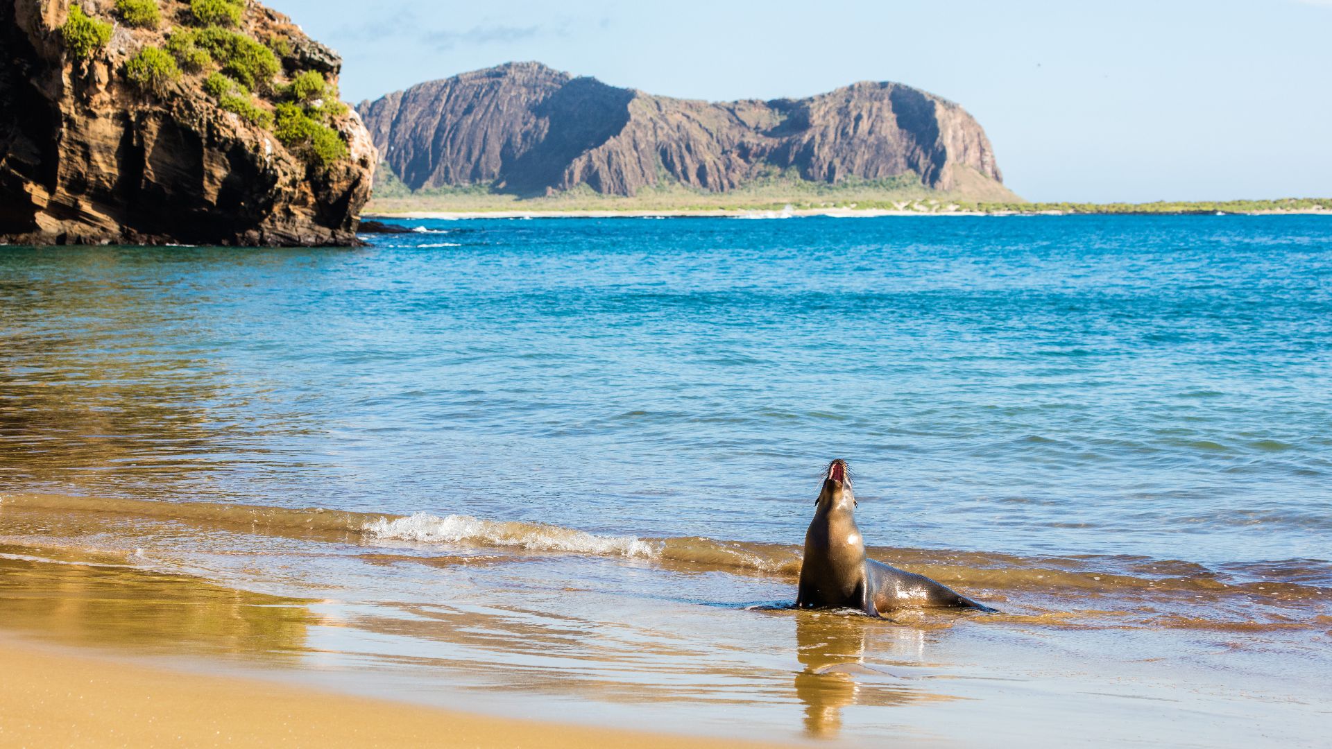 Galápagos sea lion (Zalophus wollebaeki) in Punta Pitt, San Cristóbal Island, Galápagos Islands, Ecuador.