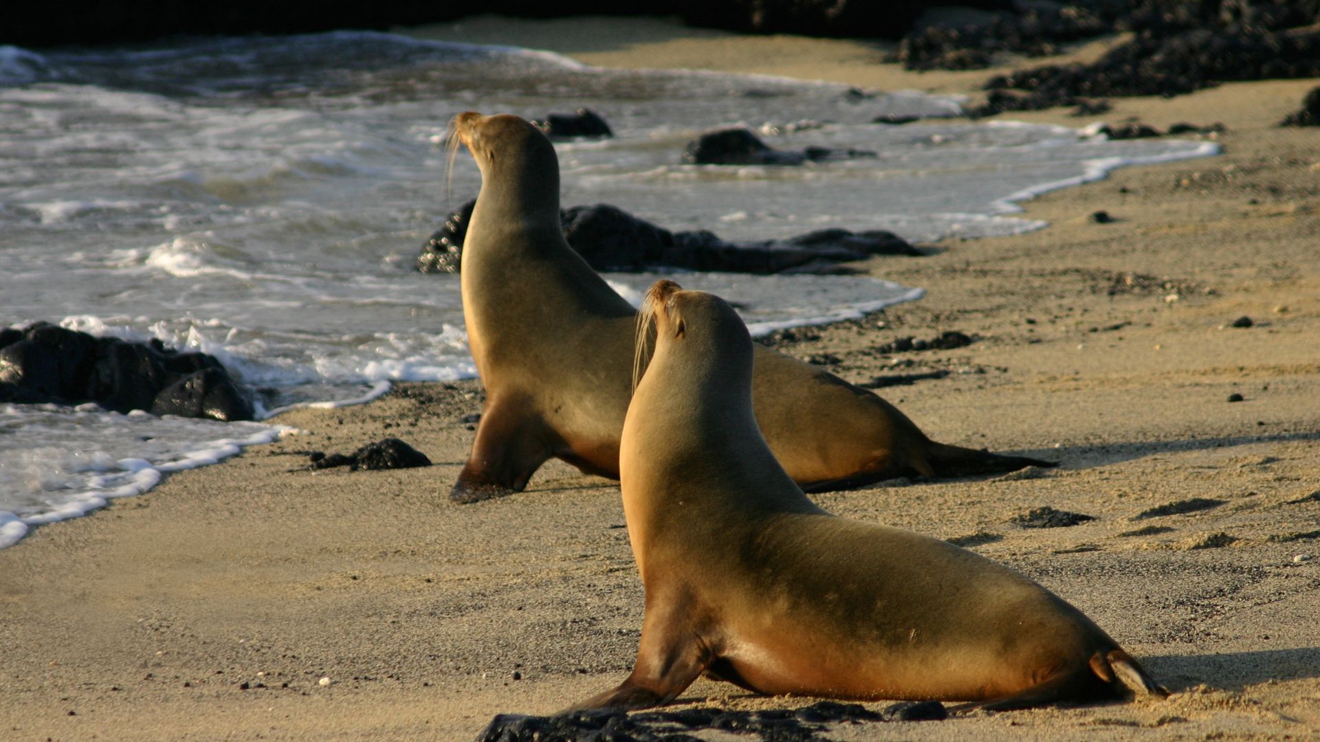 A pair of Galápagos sea lions (Zalophus wollebaeki) on Isabela Island, Galapagos Islands, Ecuador. Photographed in the early morning.