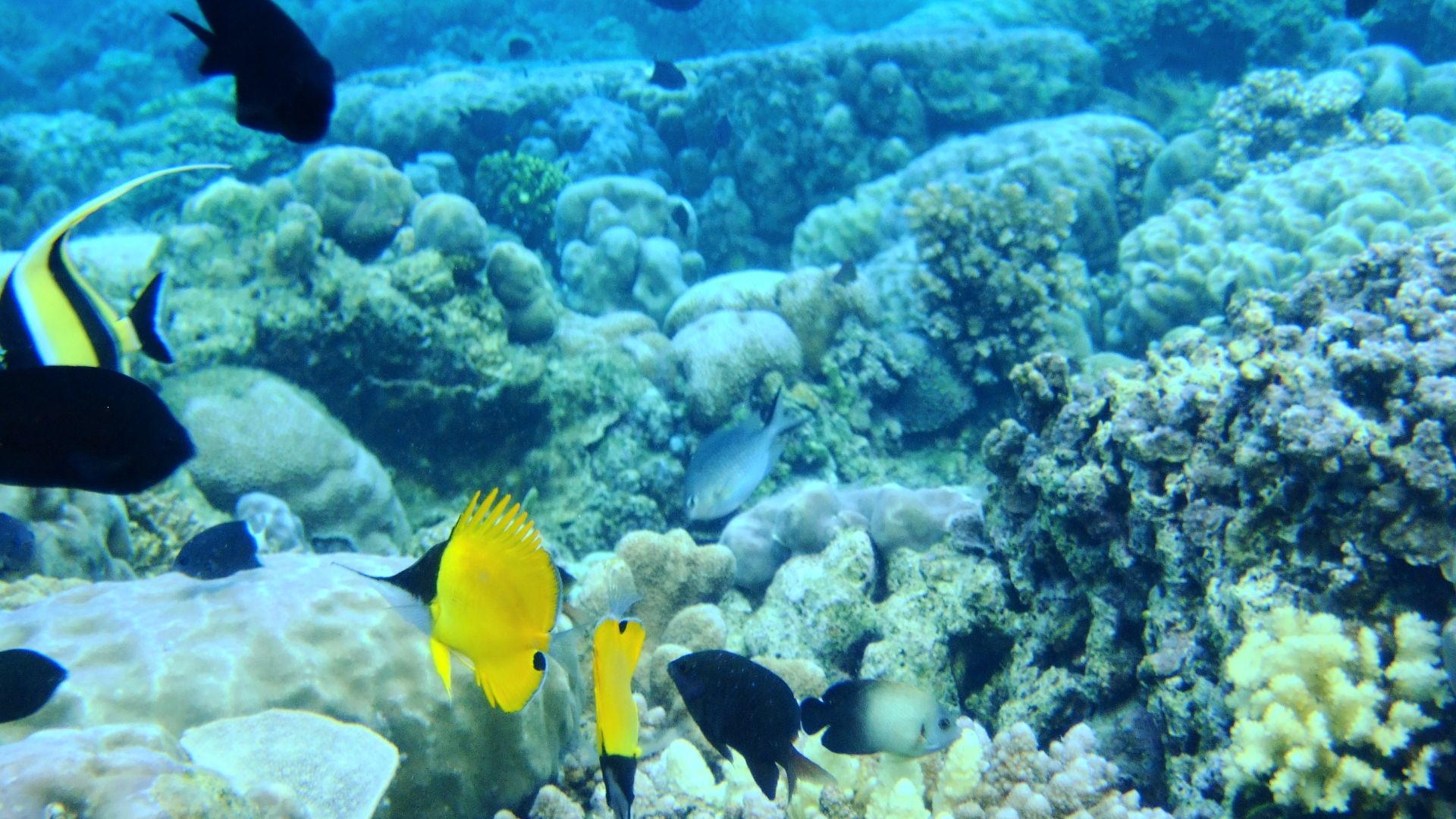 Bunaken National Marine Park, Manado, Indonesia