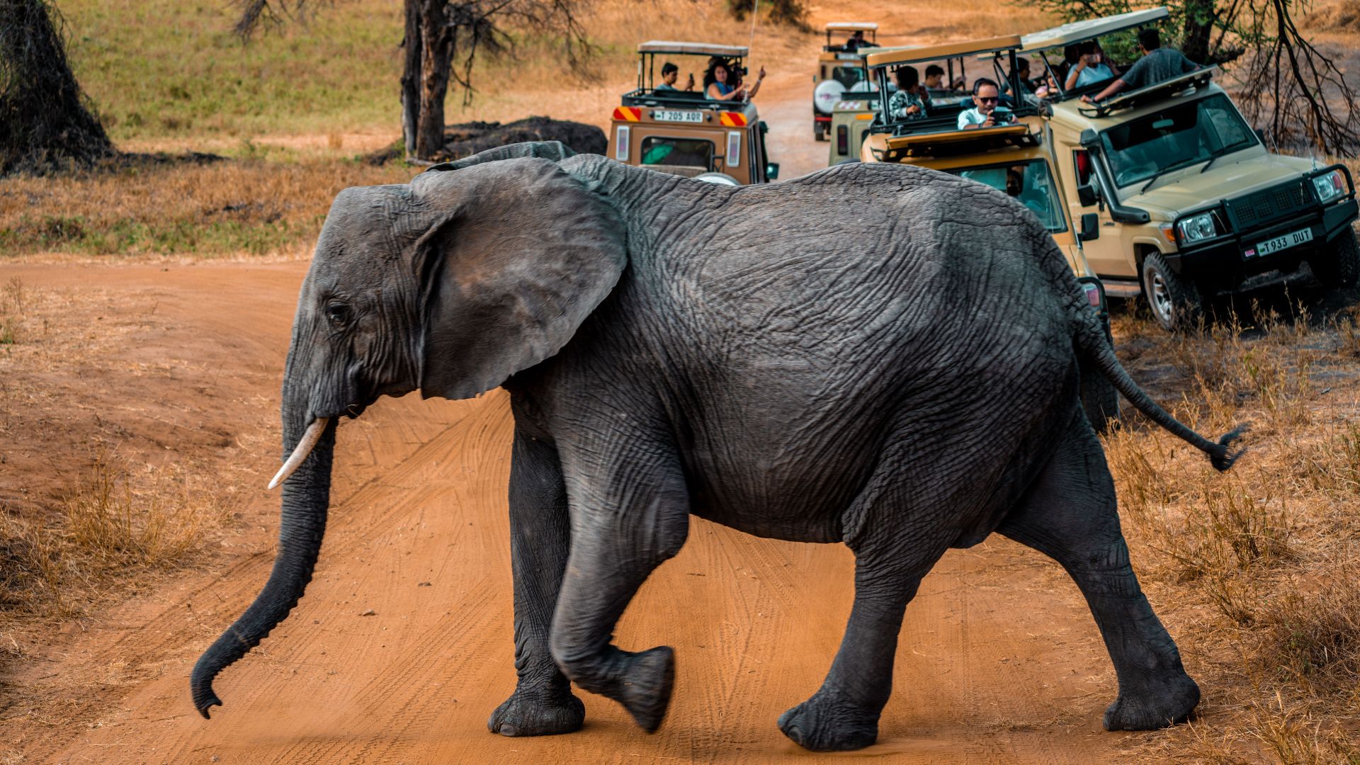 A majestic African elephant crosses a dirt road during a safari in Tanzania.